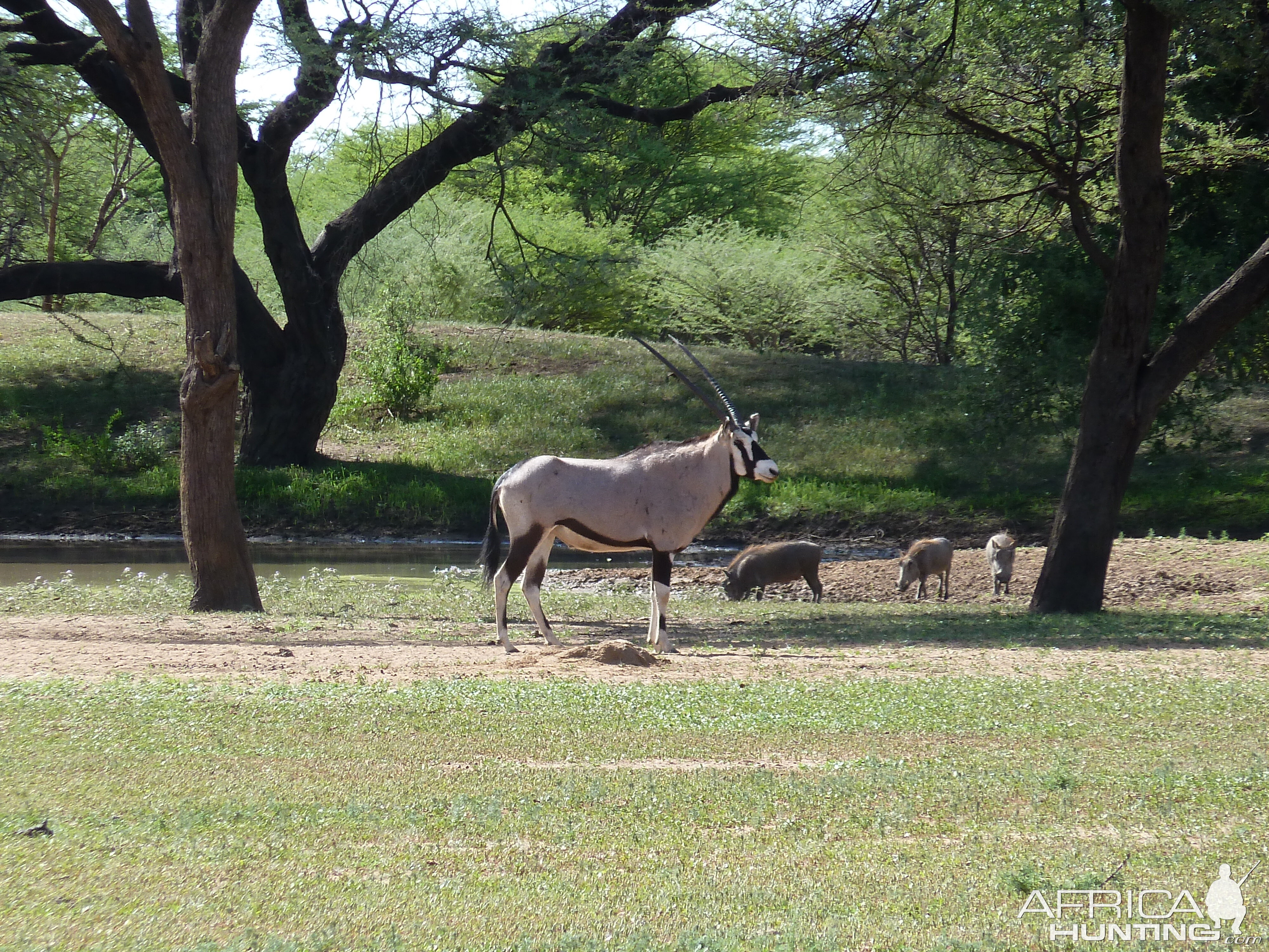 Gemsbok Namibia