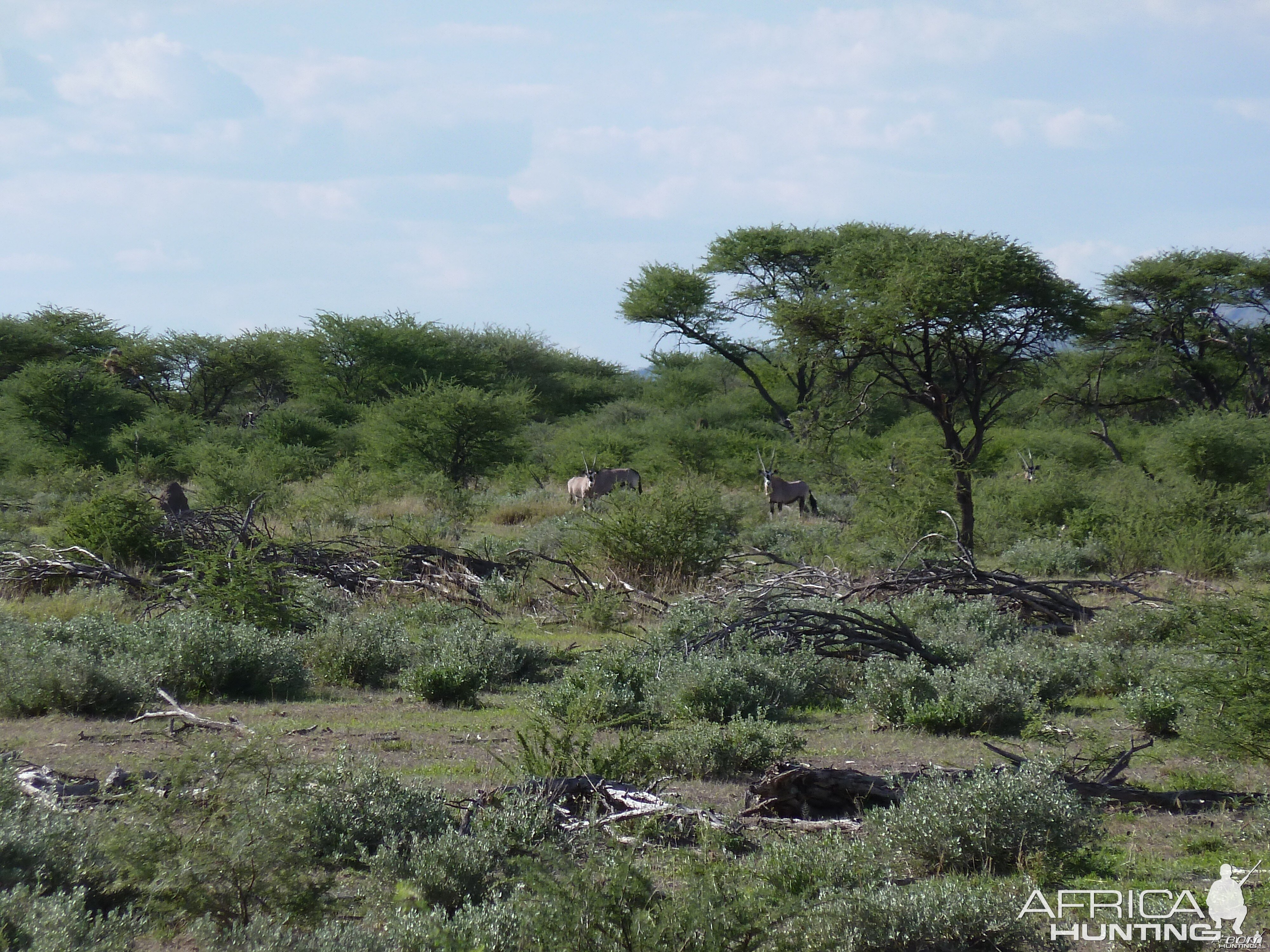 Gemsbok Namibia