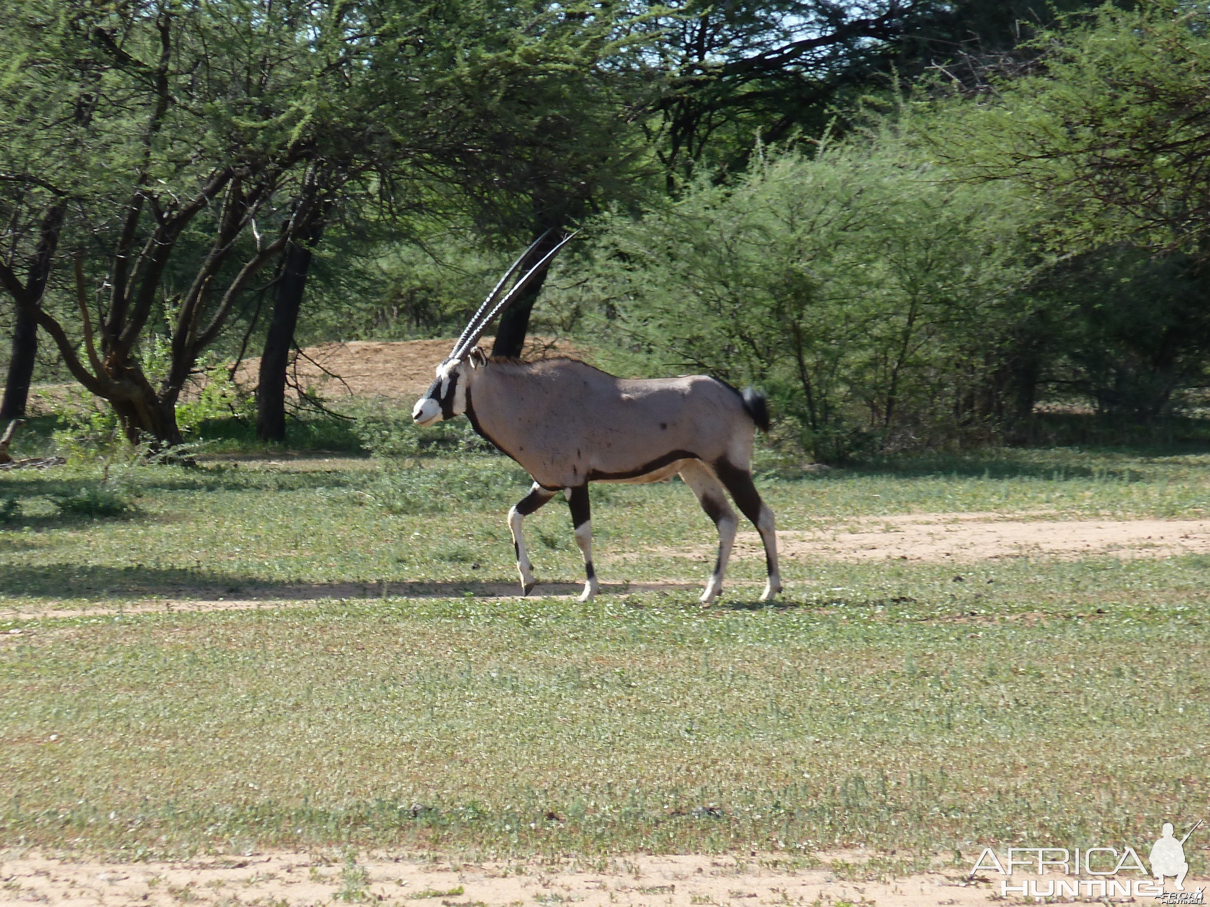 Gemsbok Namibia