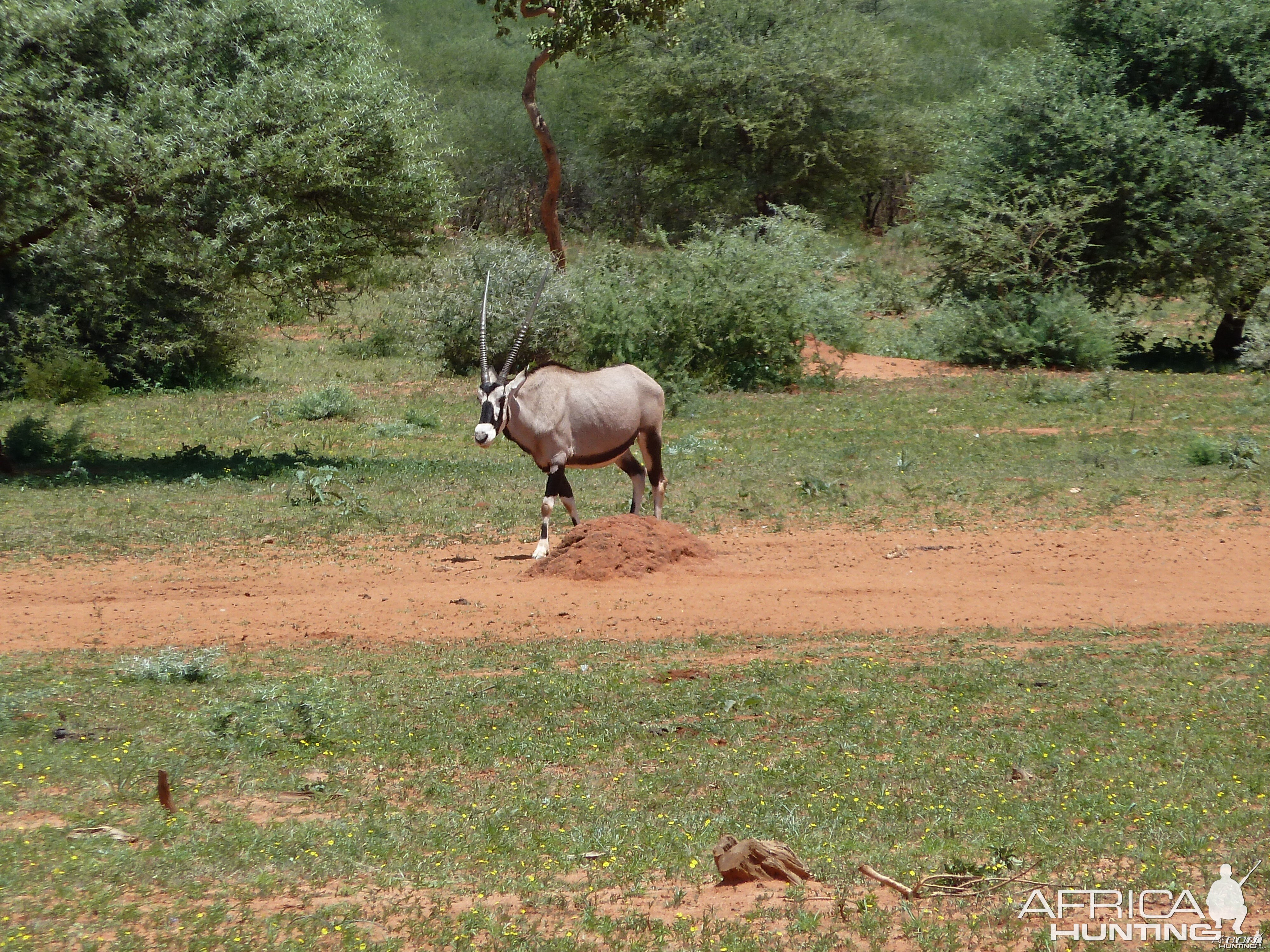 Gemsbok Namibia