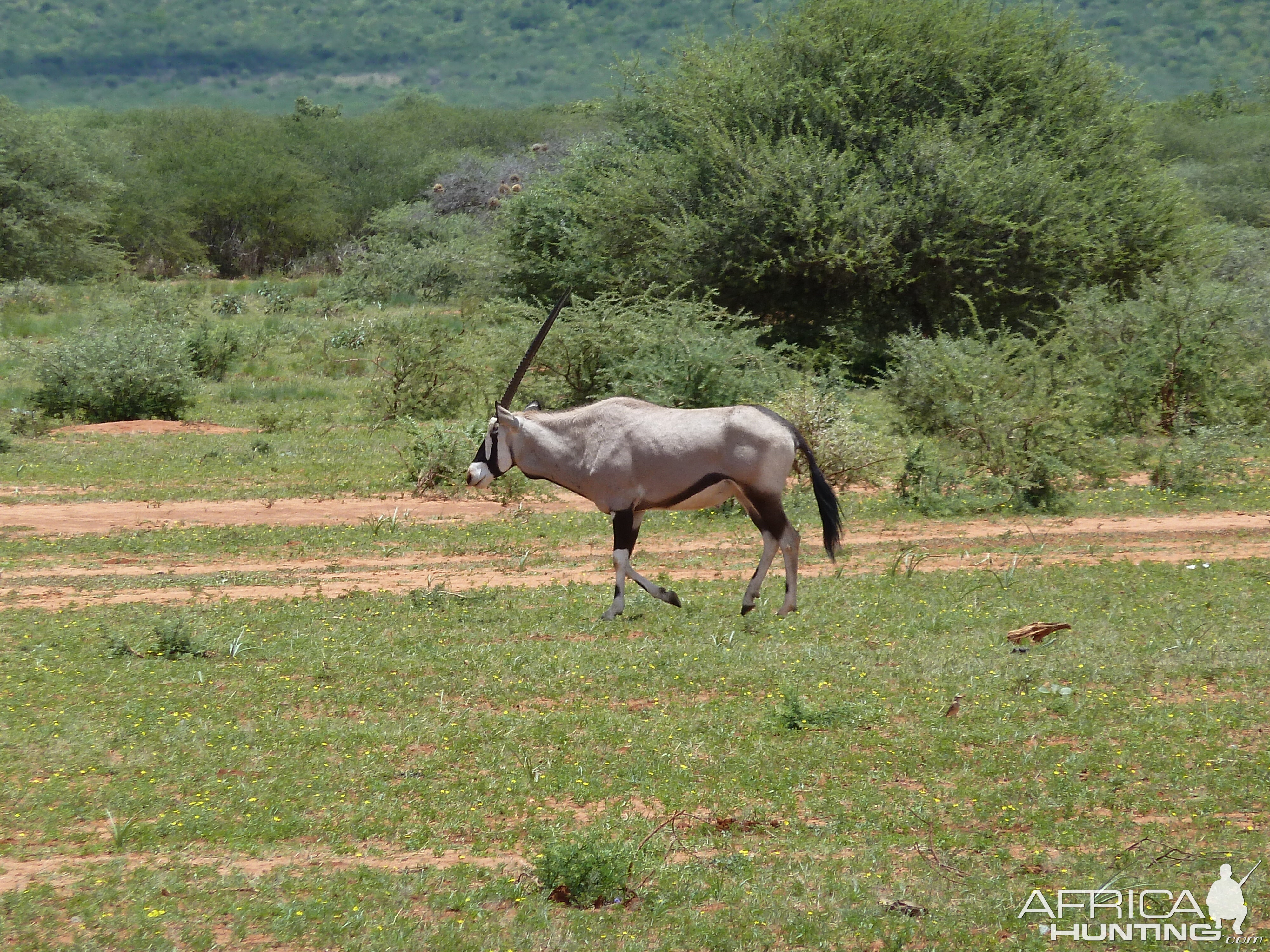 Gemsbok Namibia