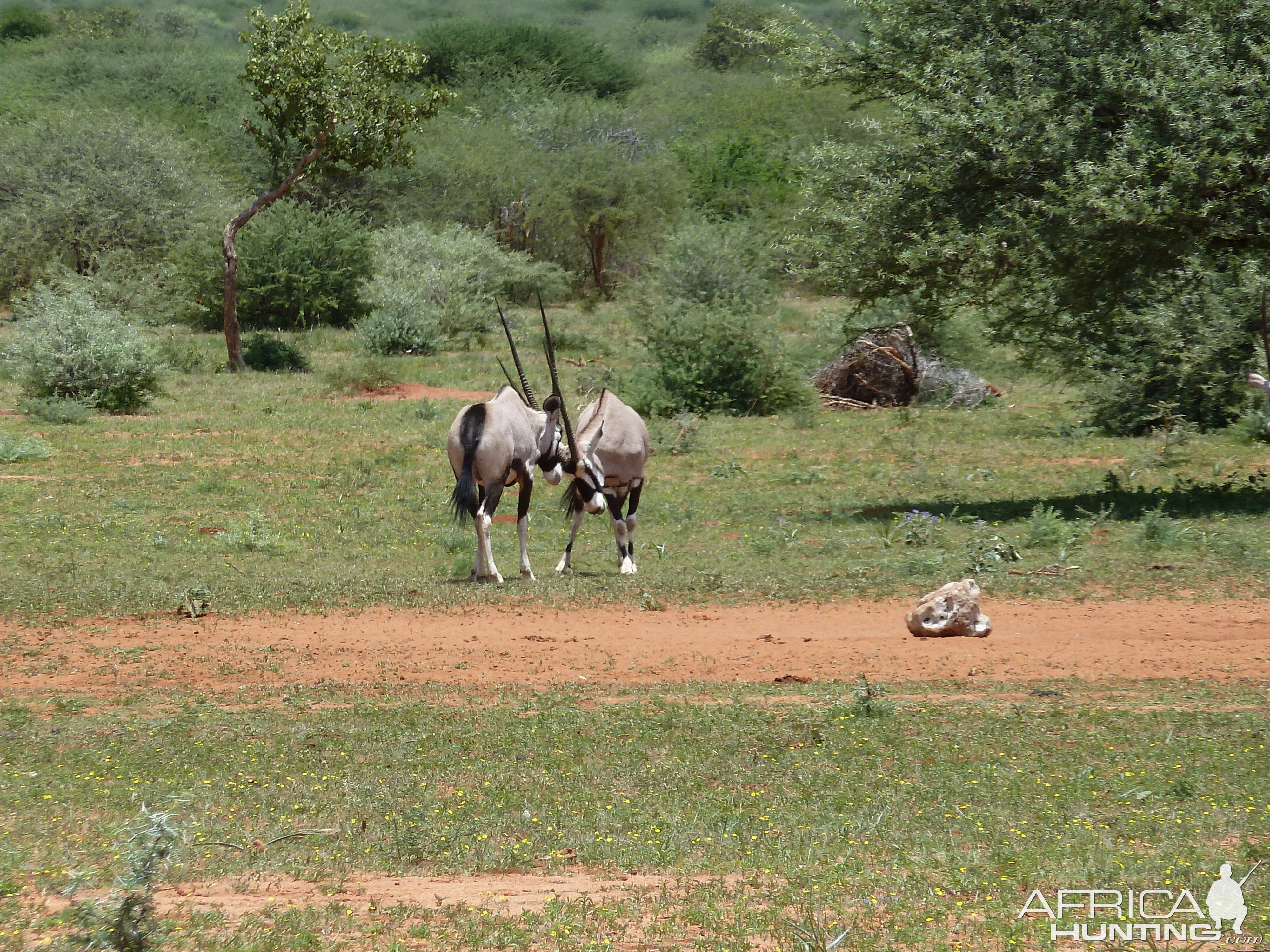 Gemsbok Namibia