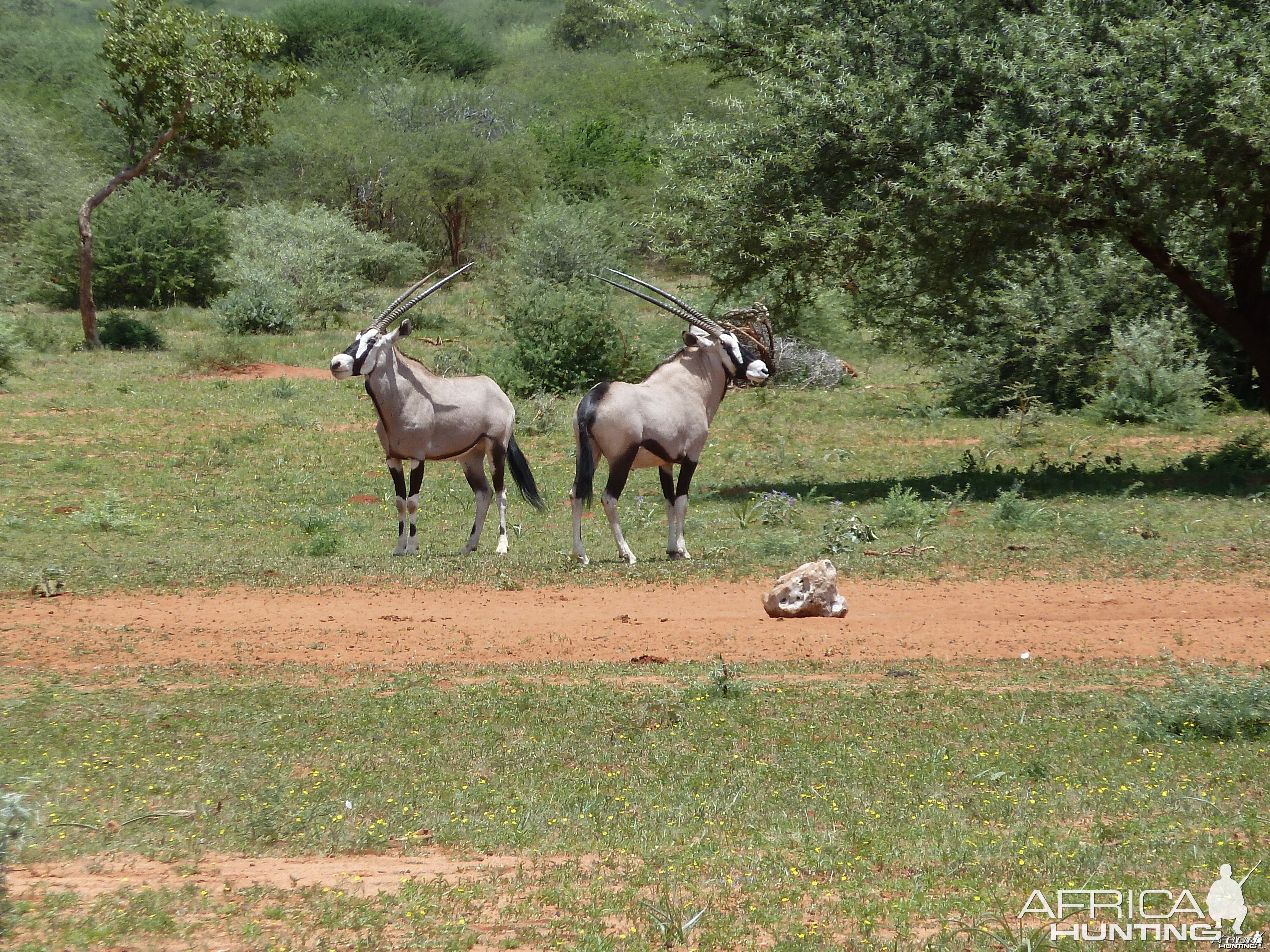 Gemsbok Namibia