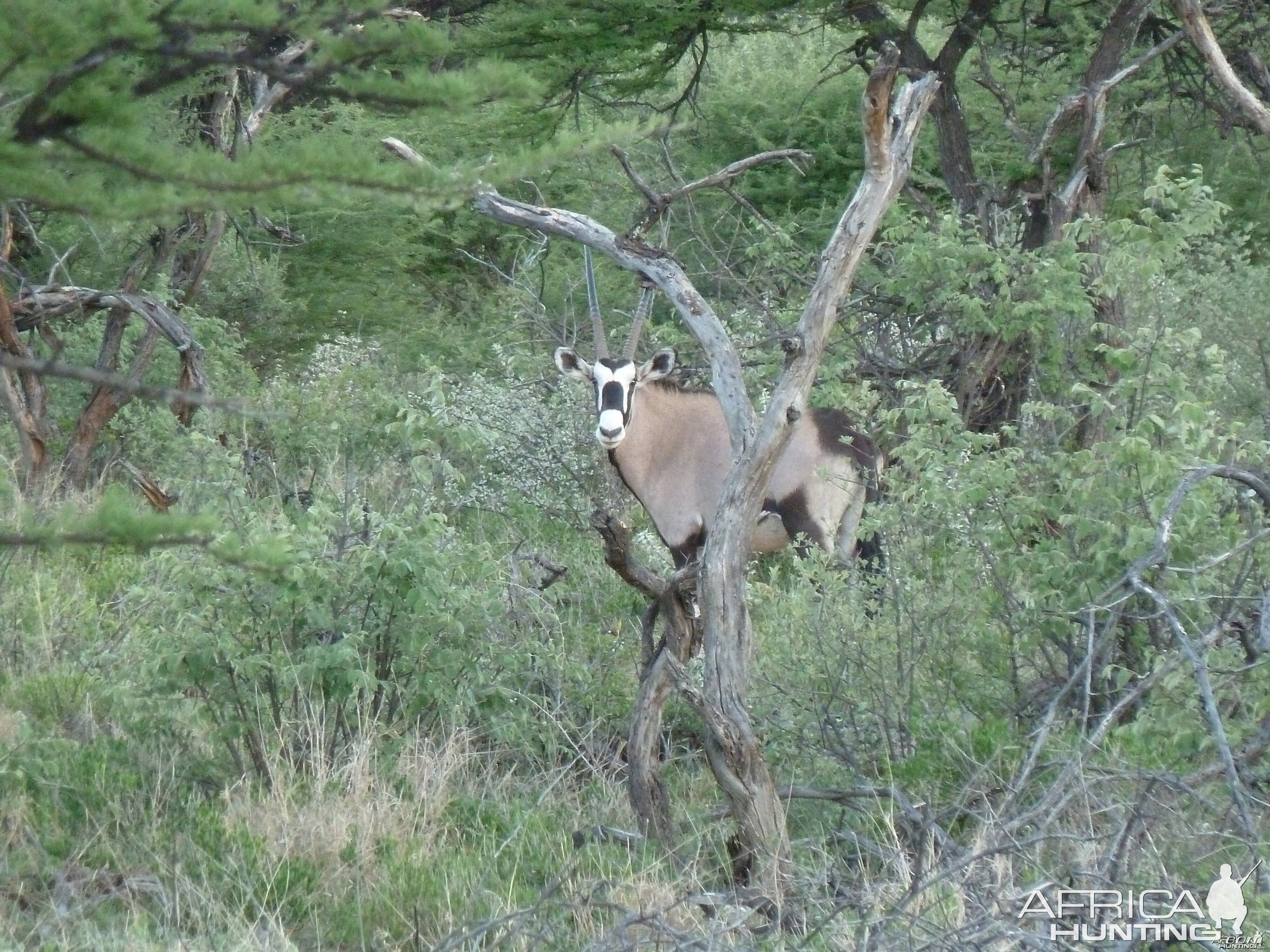 Gemsbok Namibia