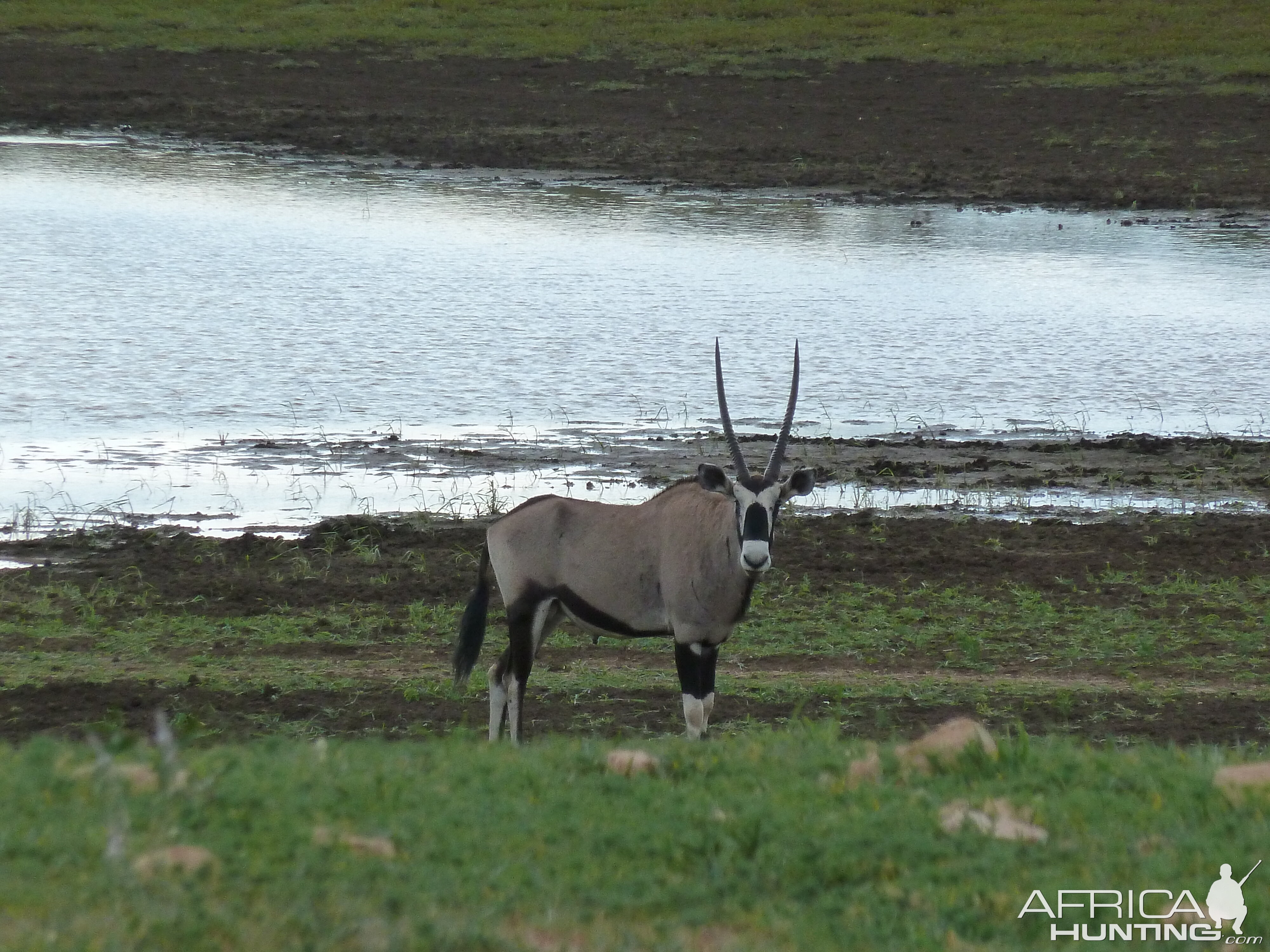 Gemsbok Namibia