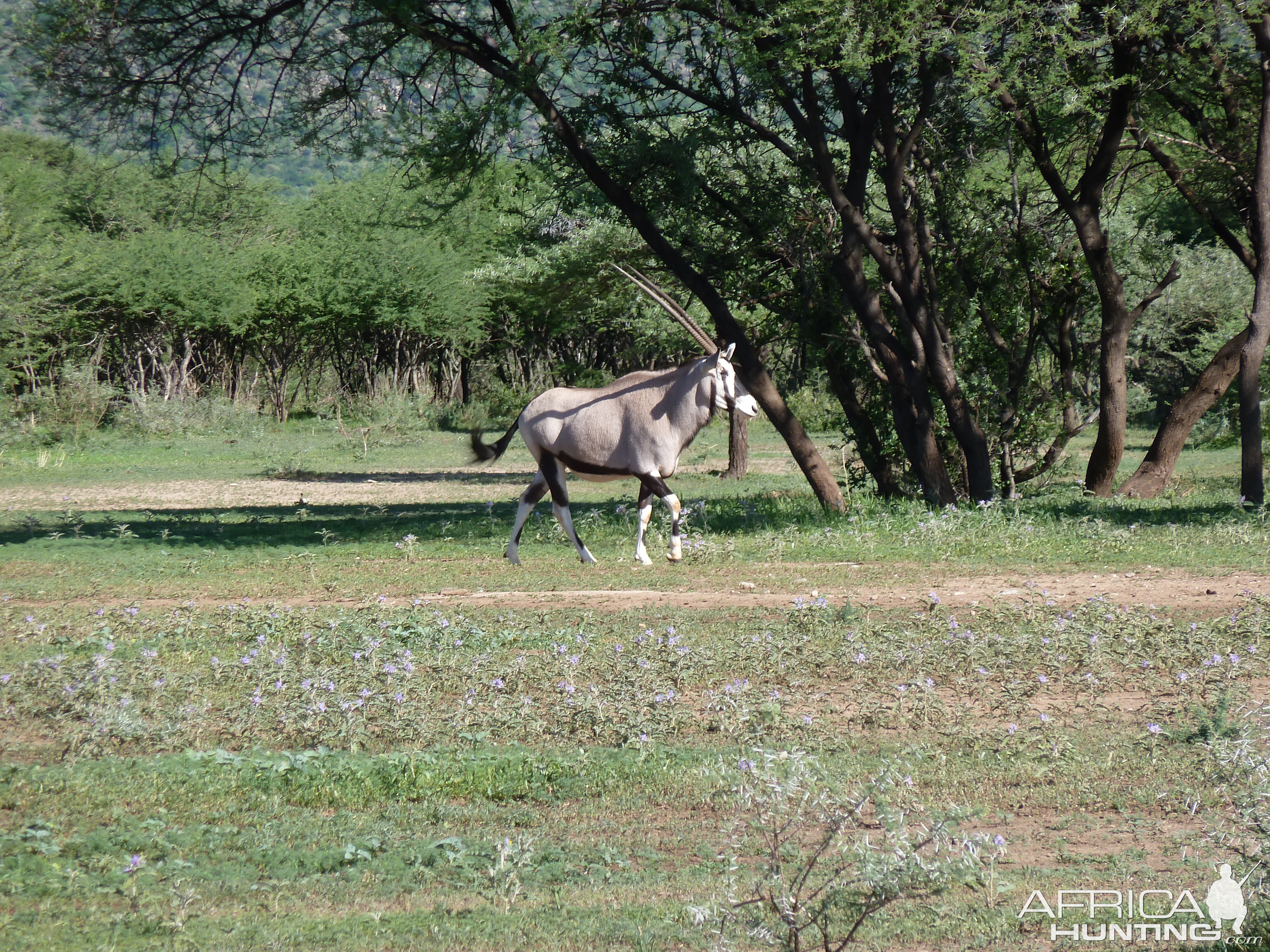 Gemsbok Namibia