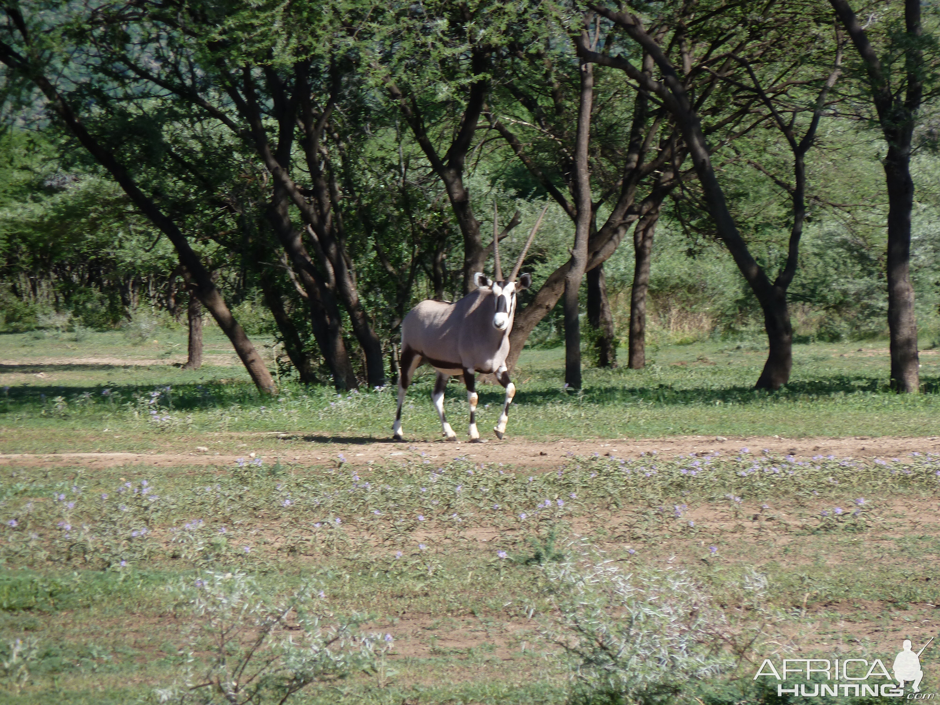 Gemsbok Namibia