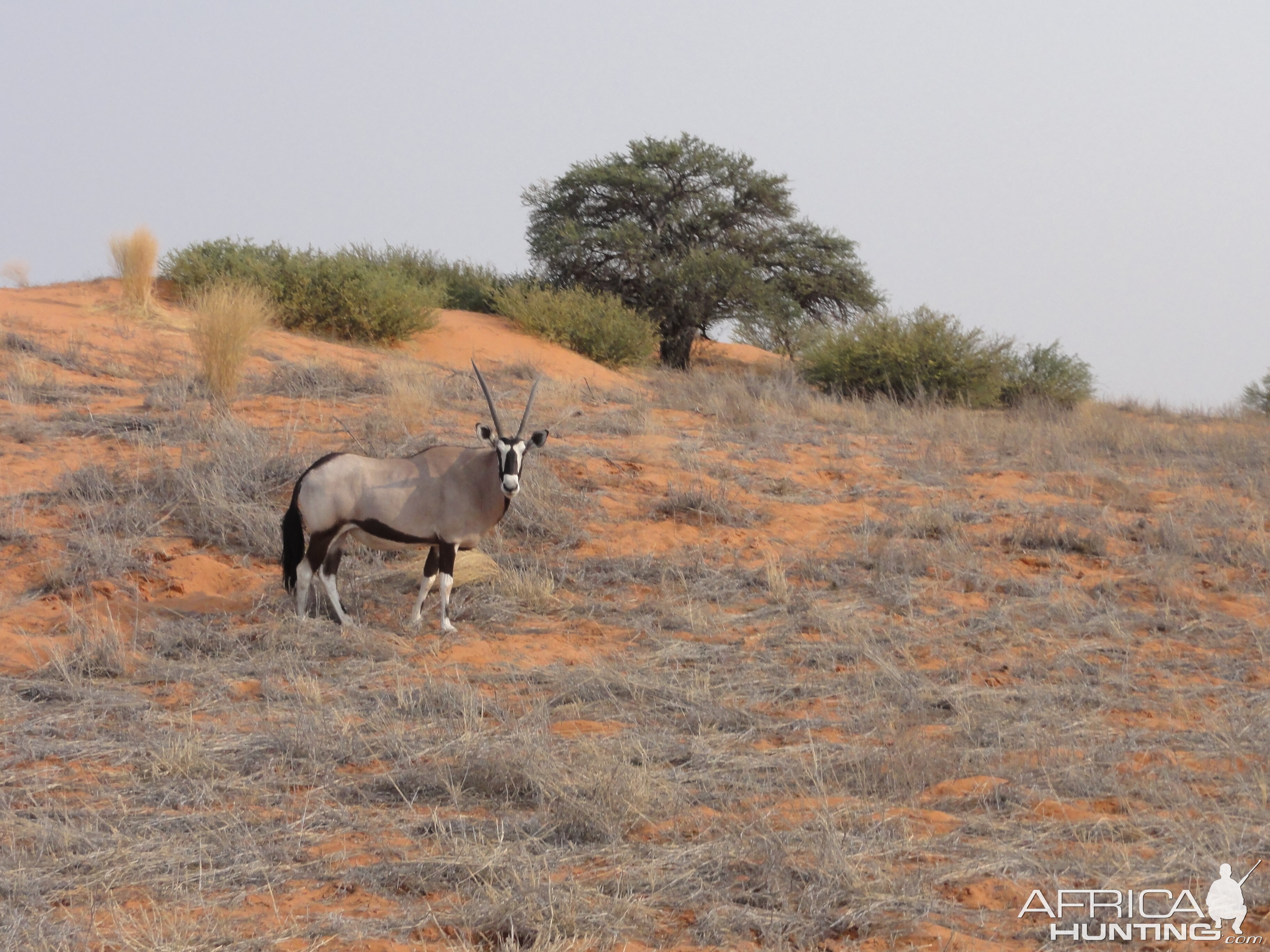 Gemsbok Namibia