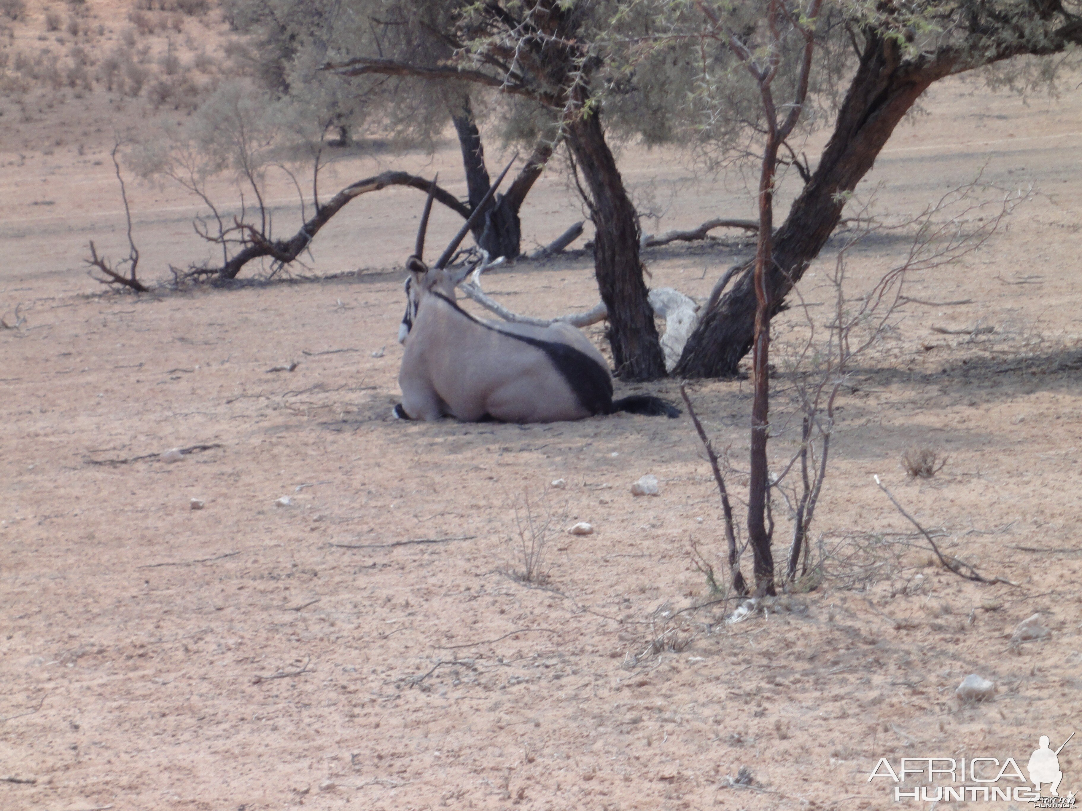 Gemsbok Namibia