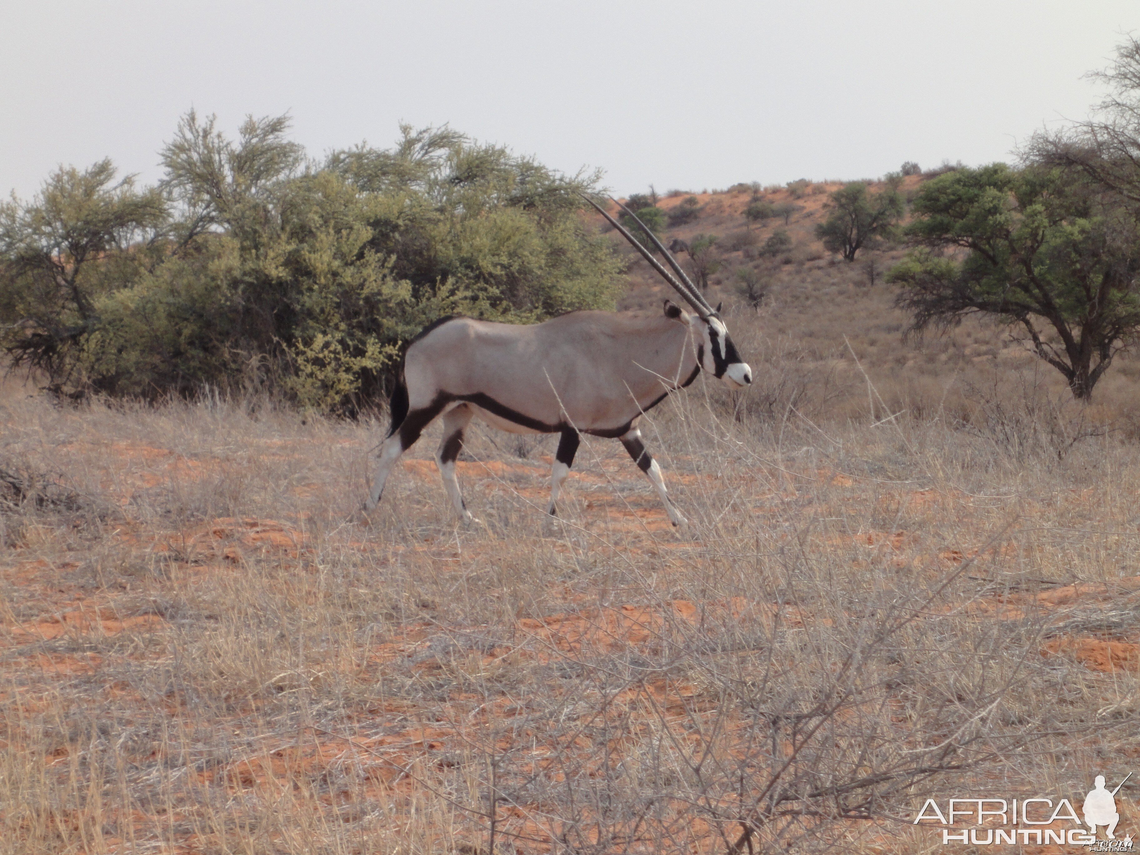 Gemsbok Namibia