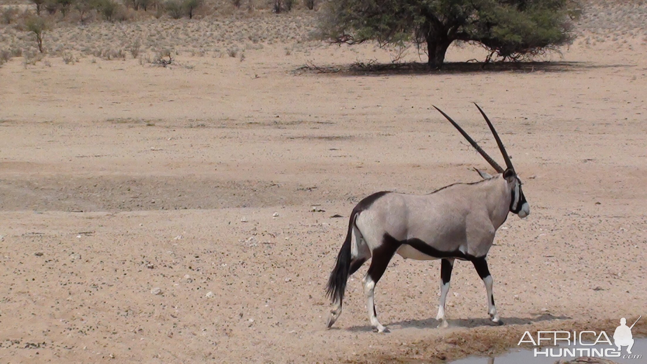 Gemsbok Namibia