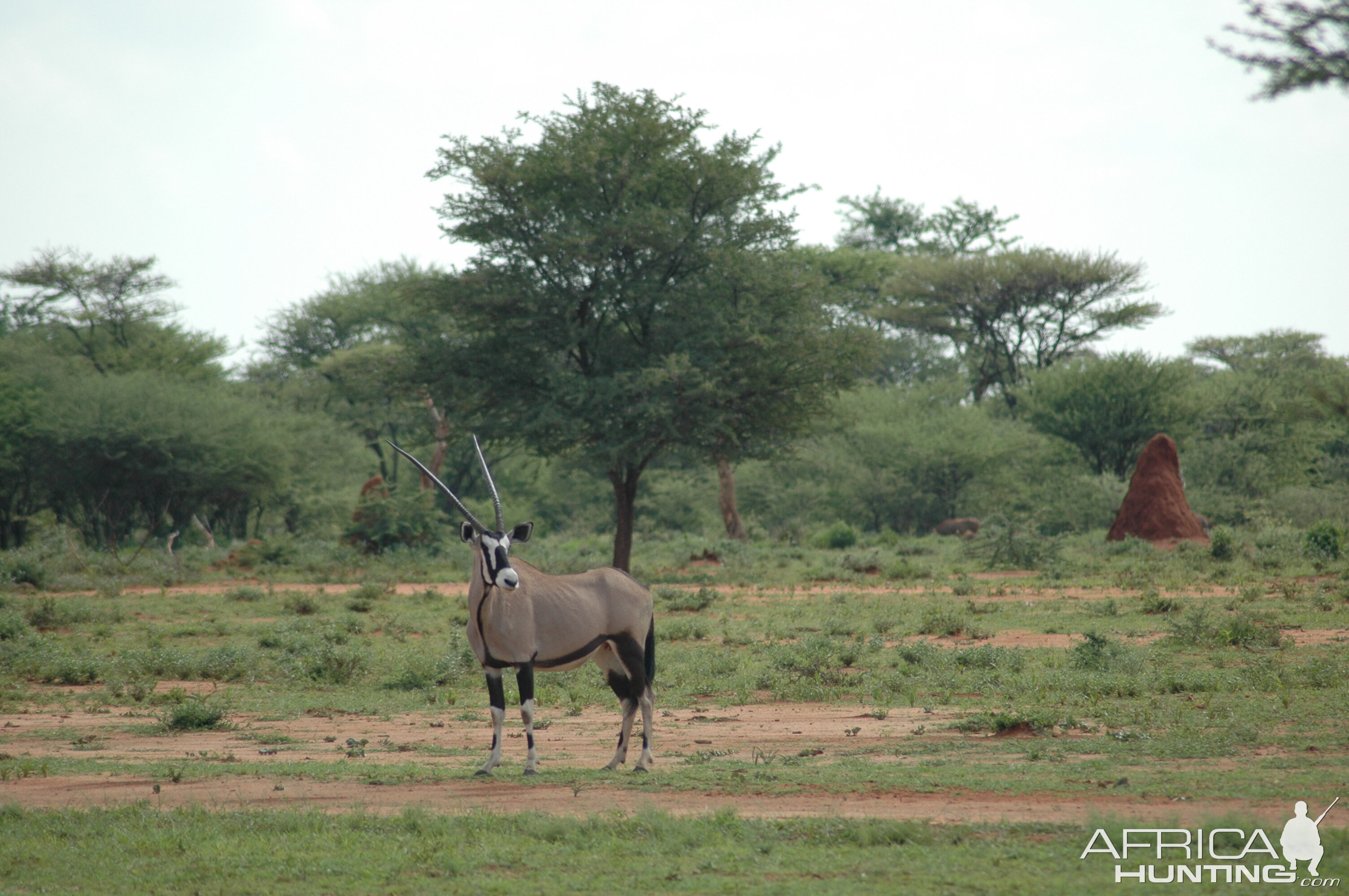 Gemsbok Namibia