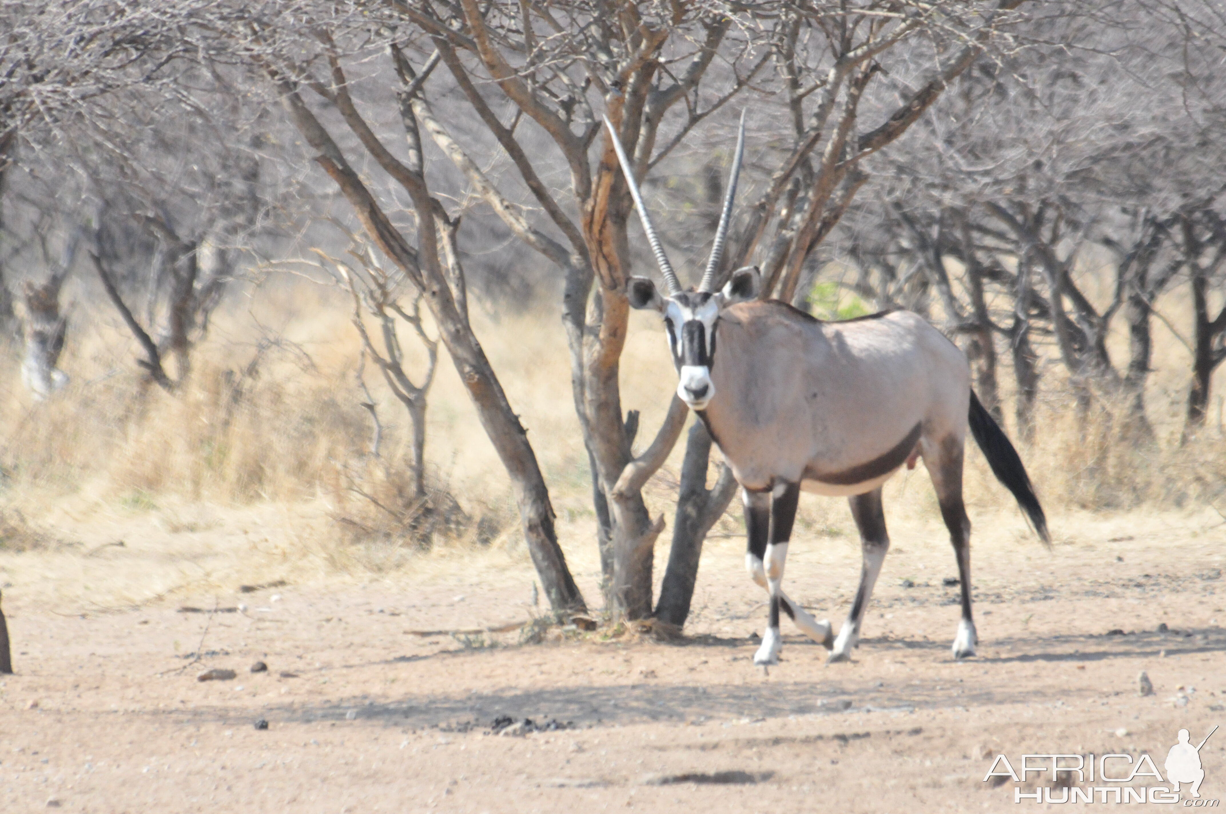 Gemsbok Namibia