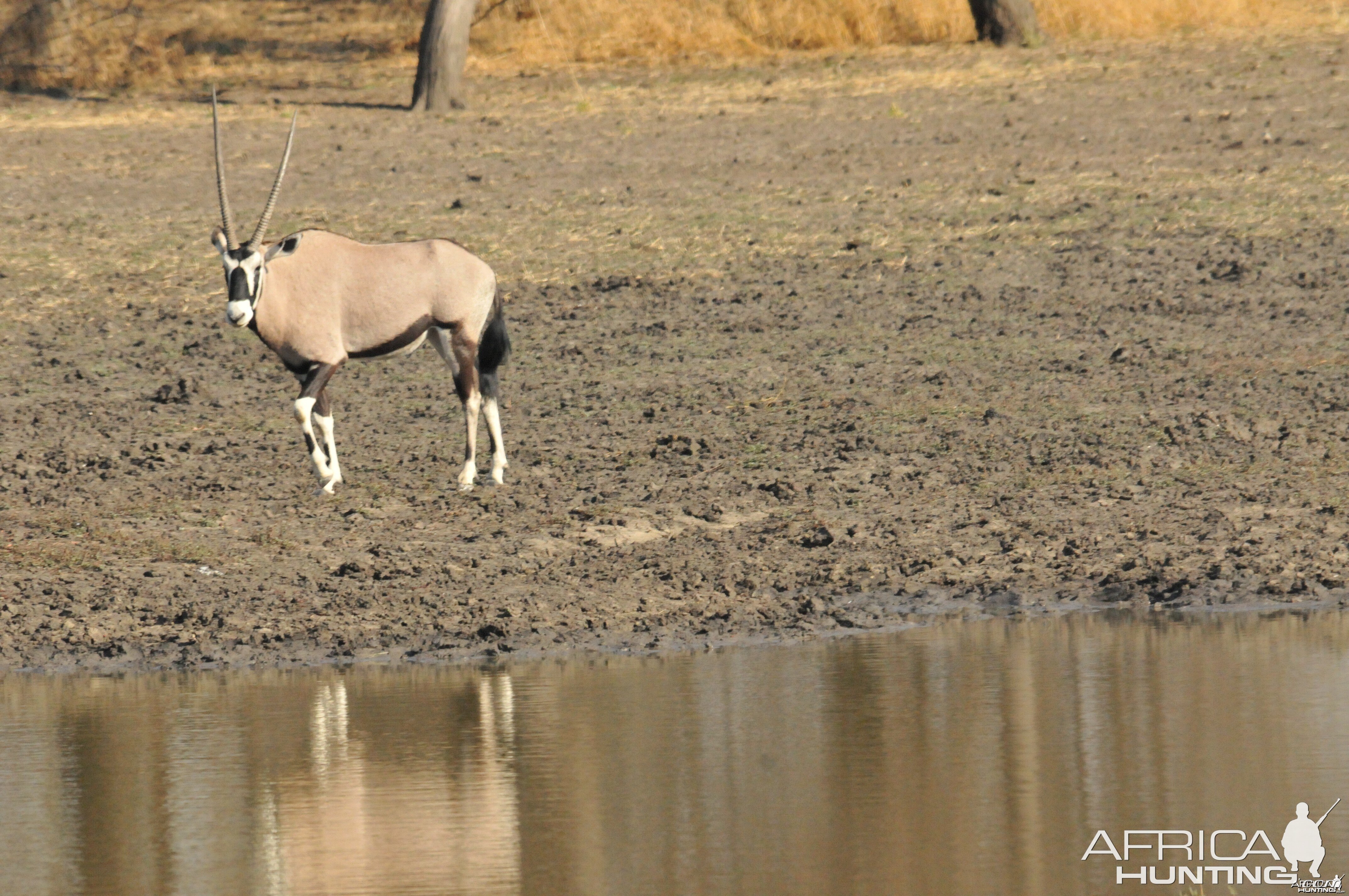 Gemsbok Namibia