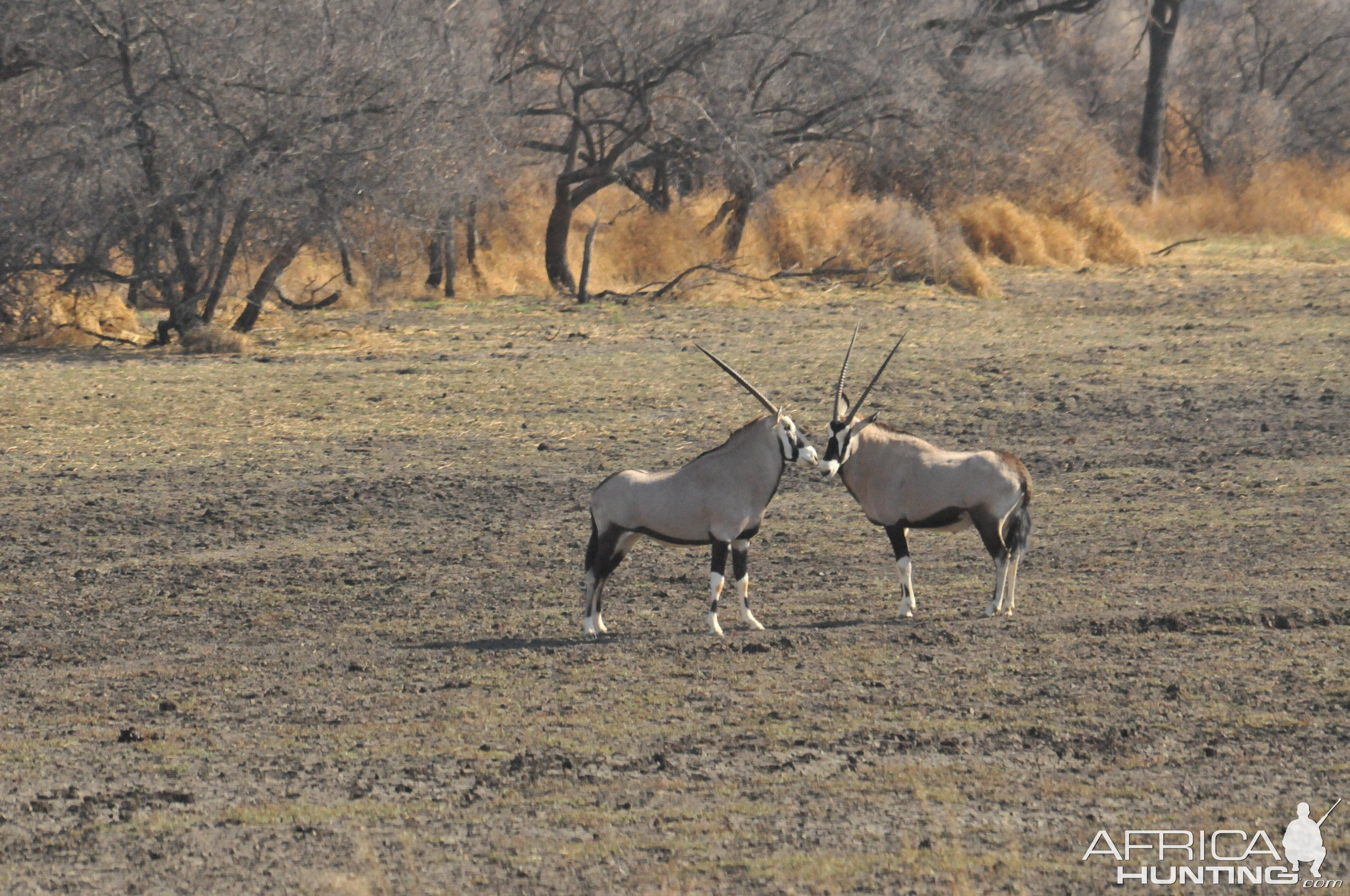 Gemsbok Namibia