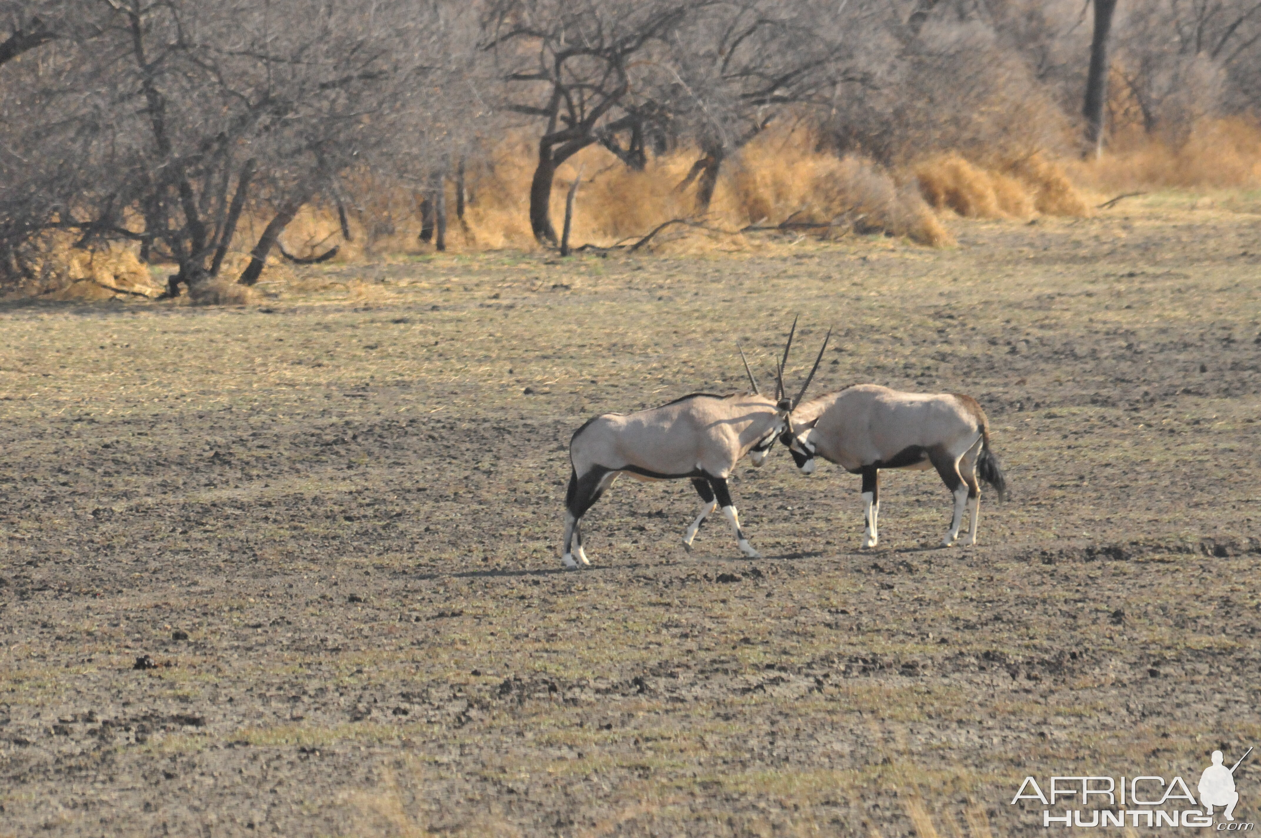 Gemsbok Namibia