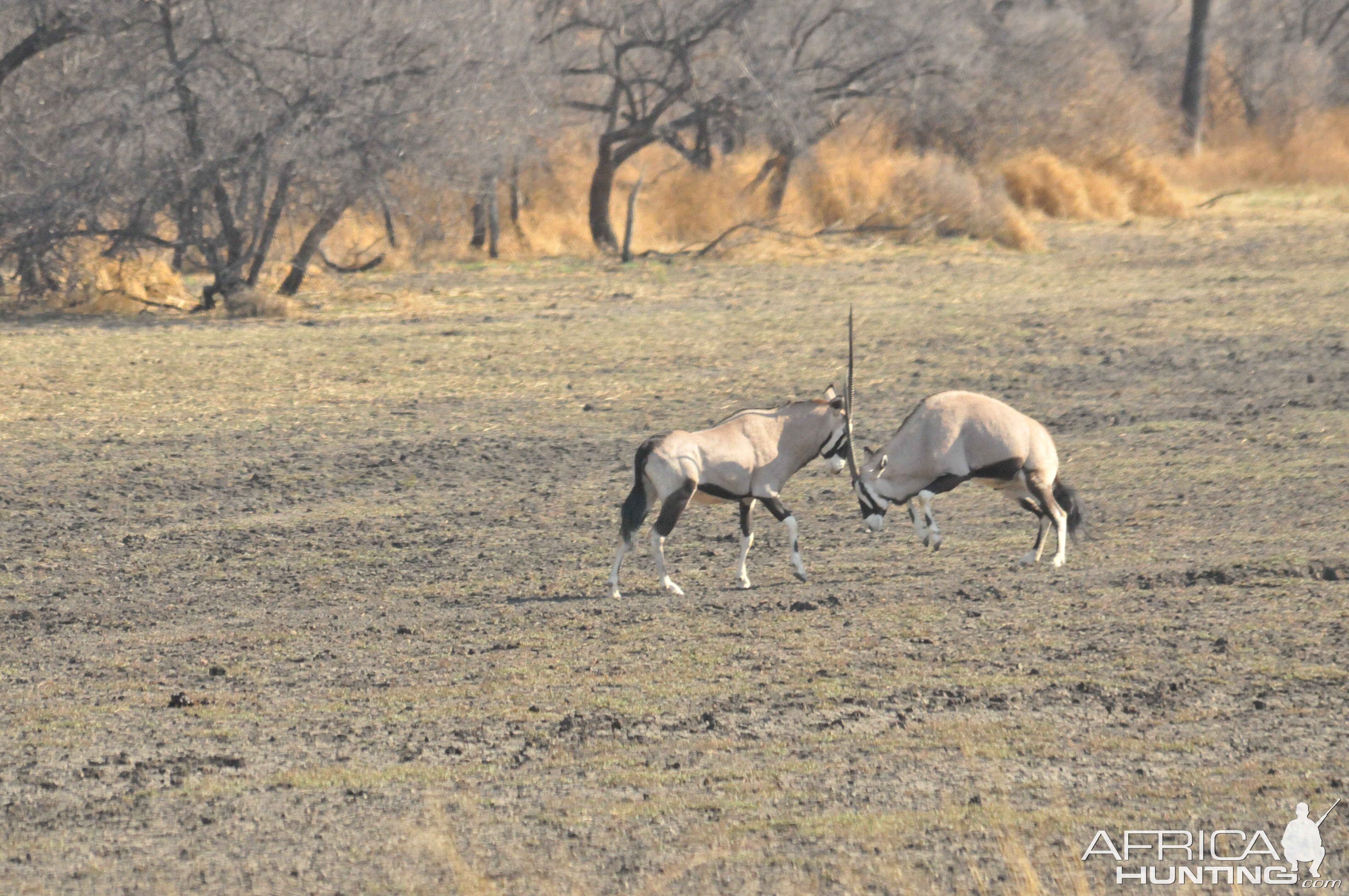 Gemsbok Namibia