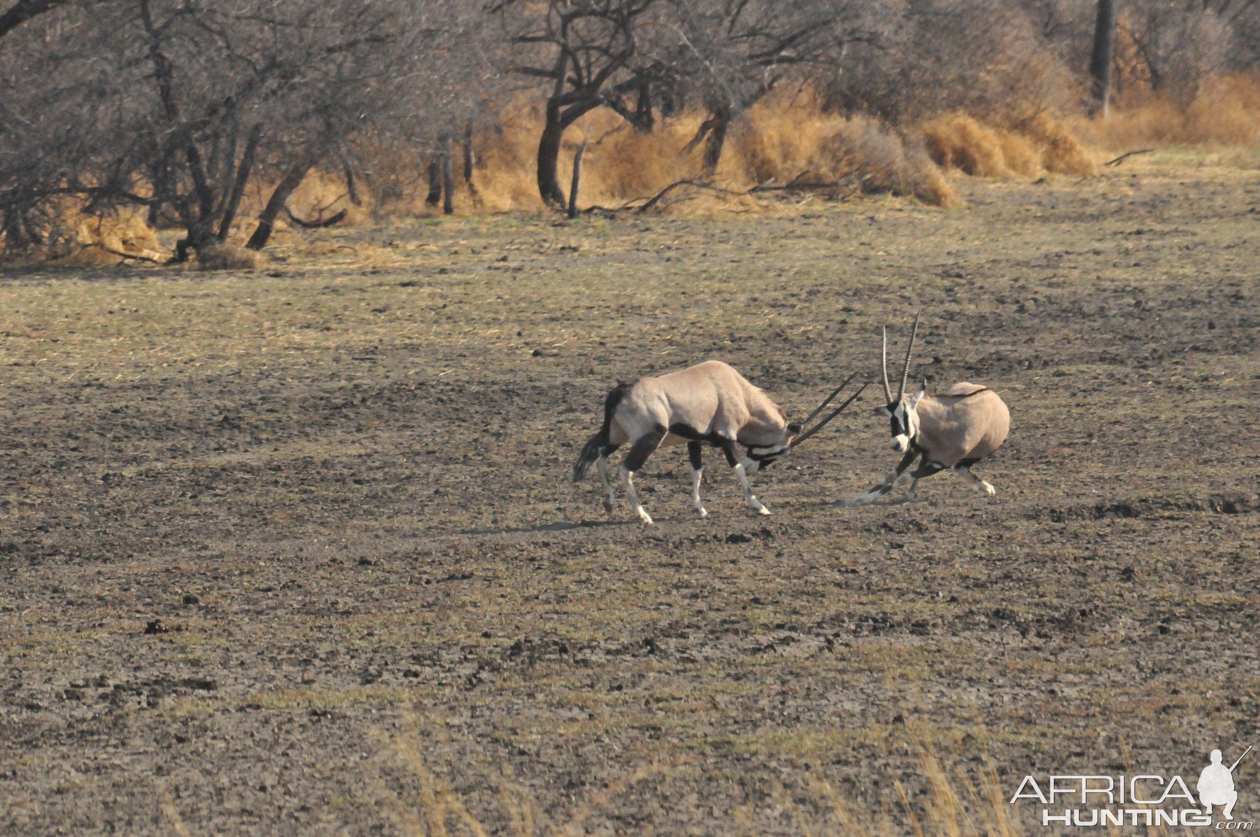 Gemsbok Namibia