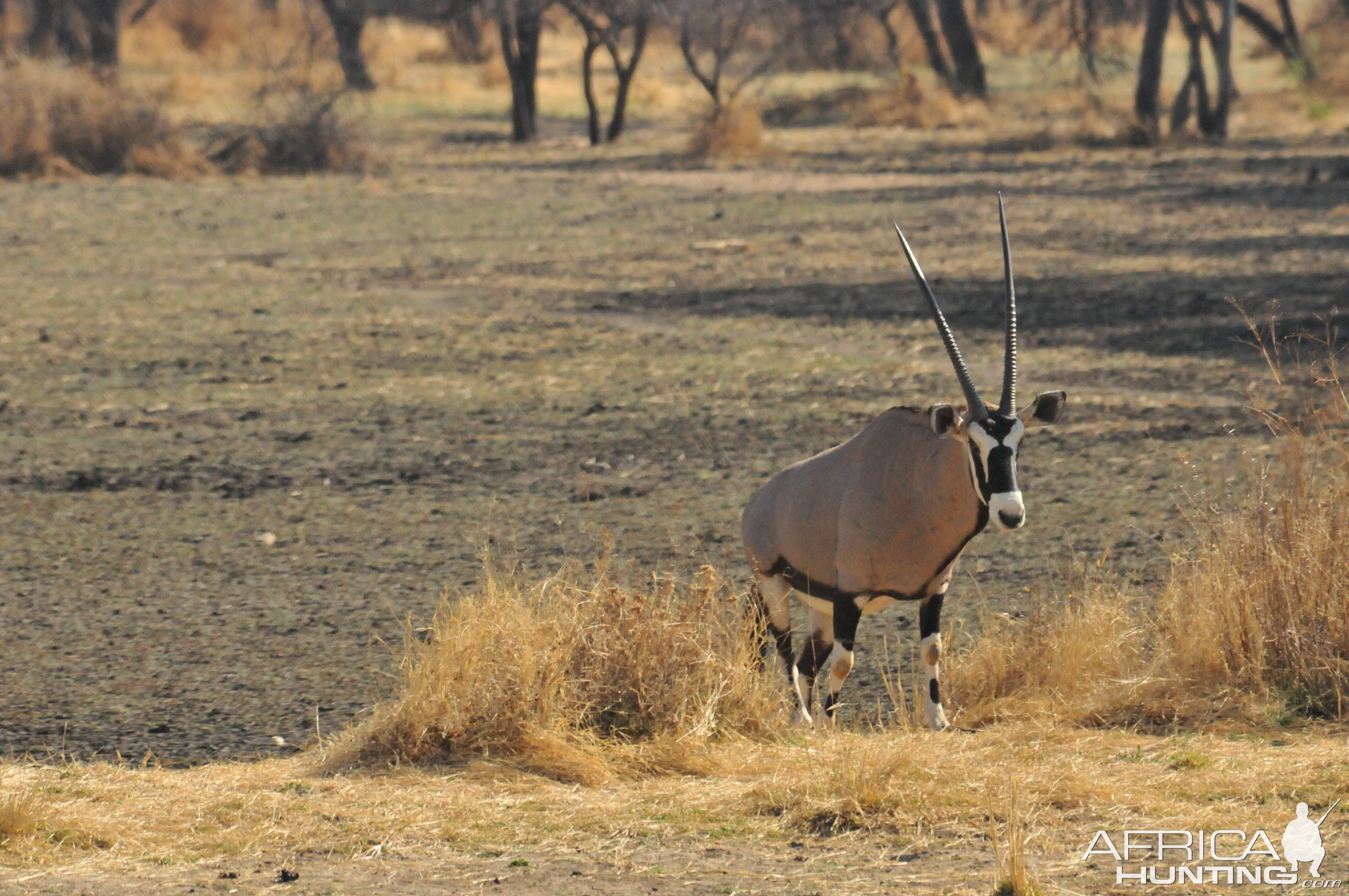 Gemsbok Namibia