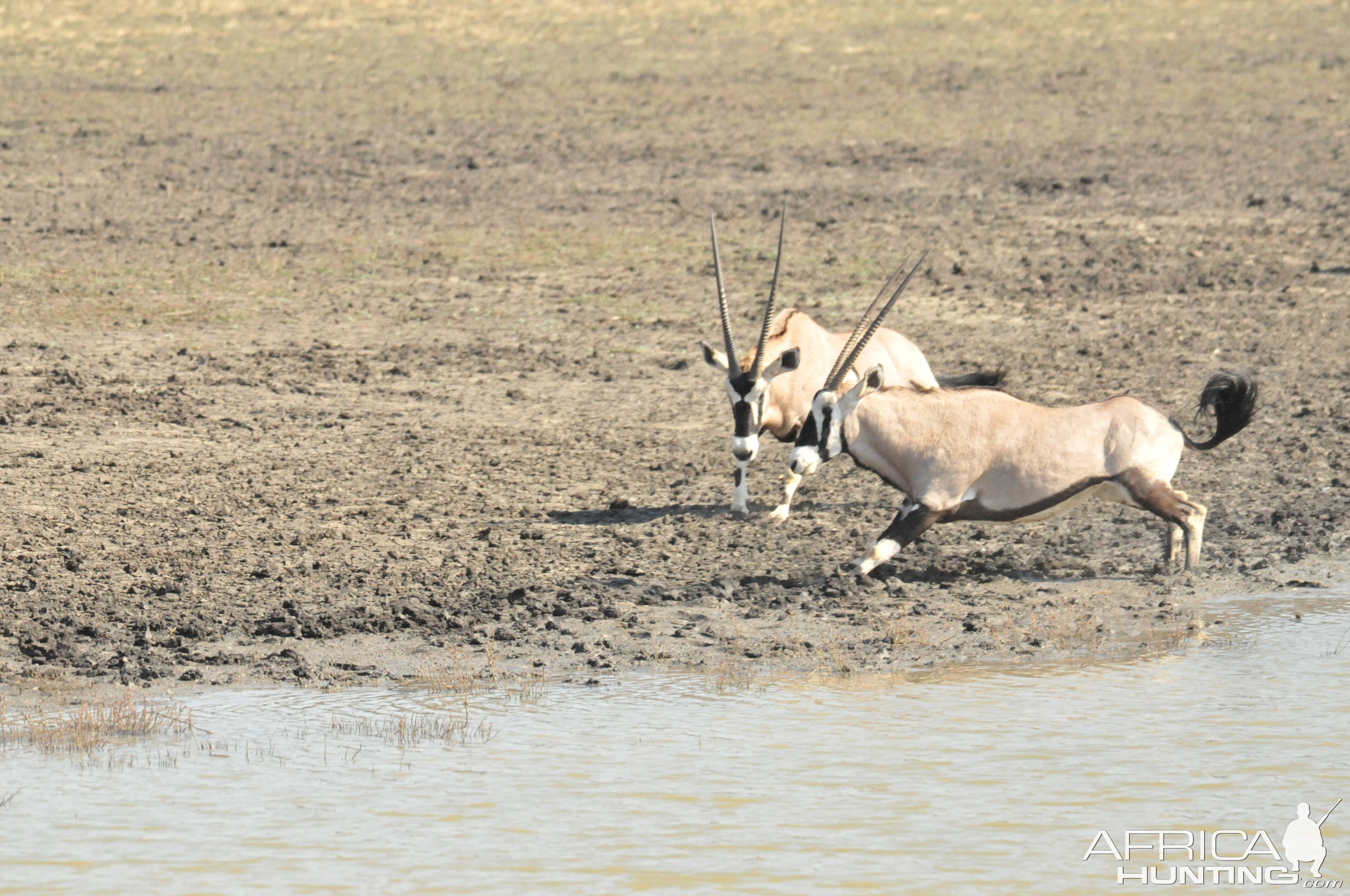 Gemsbok Namibia