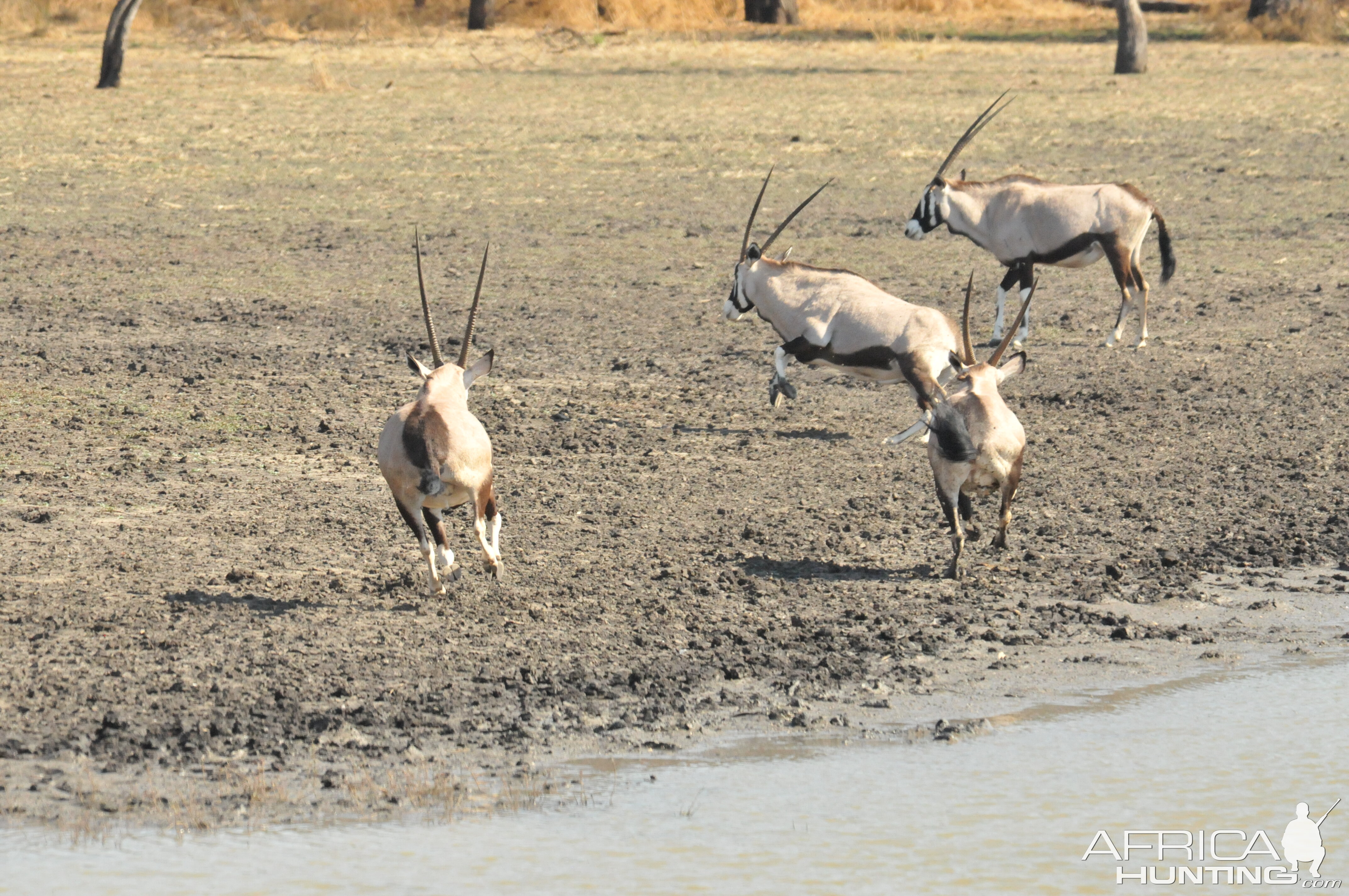 Gemsbok Namibia