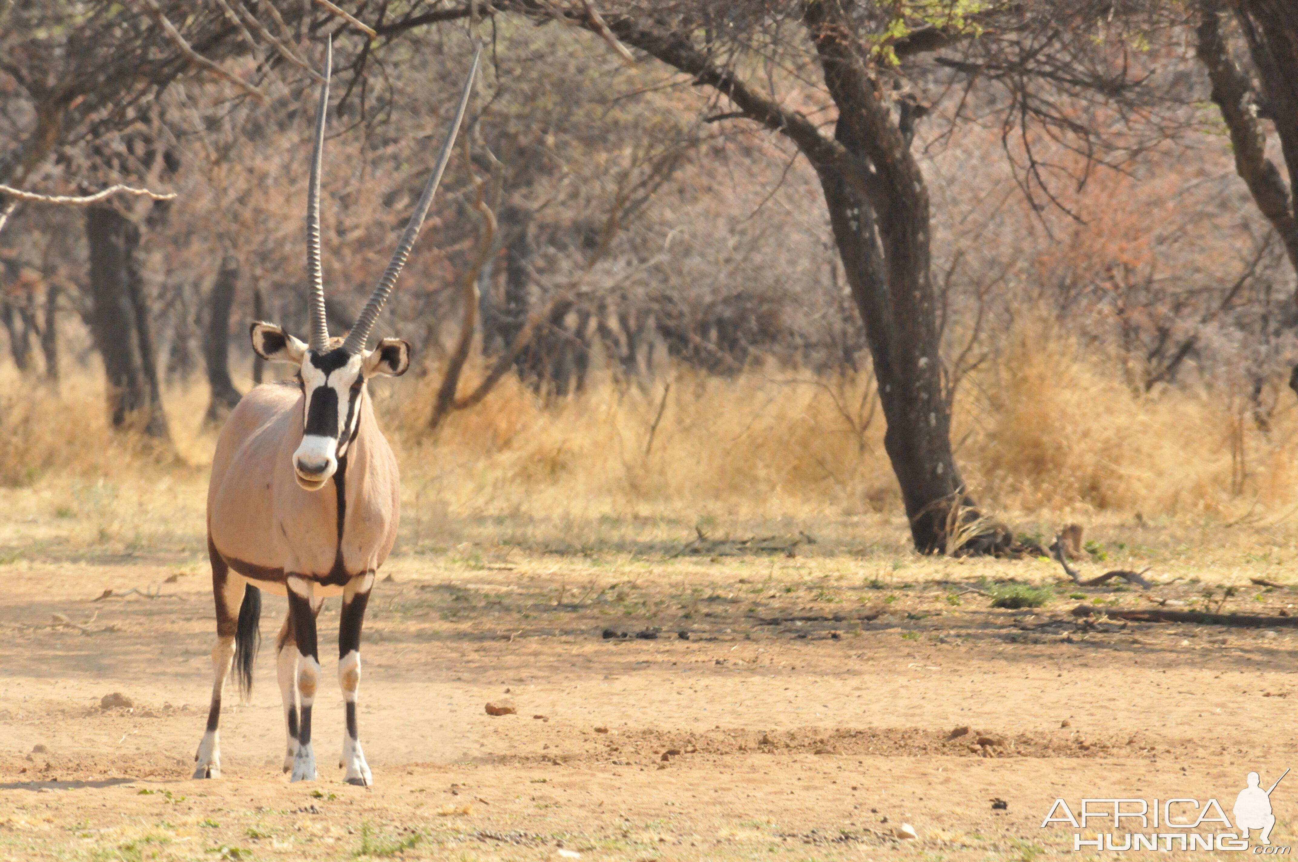 Gemsbok Namibia