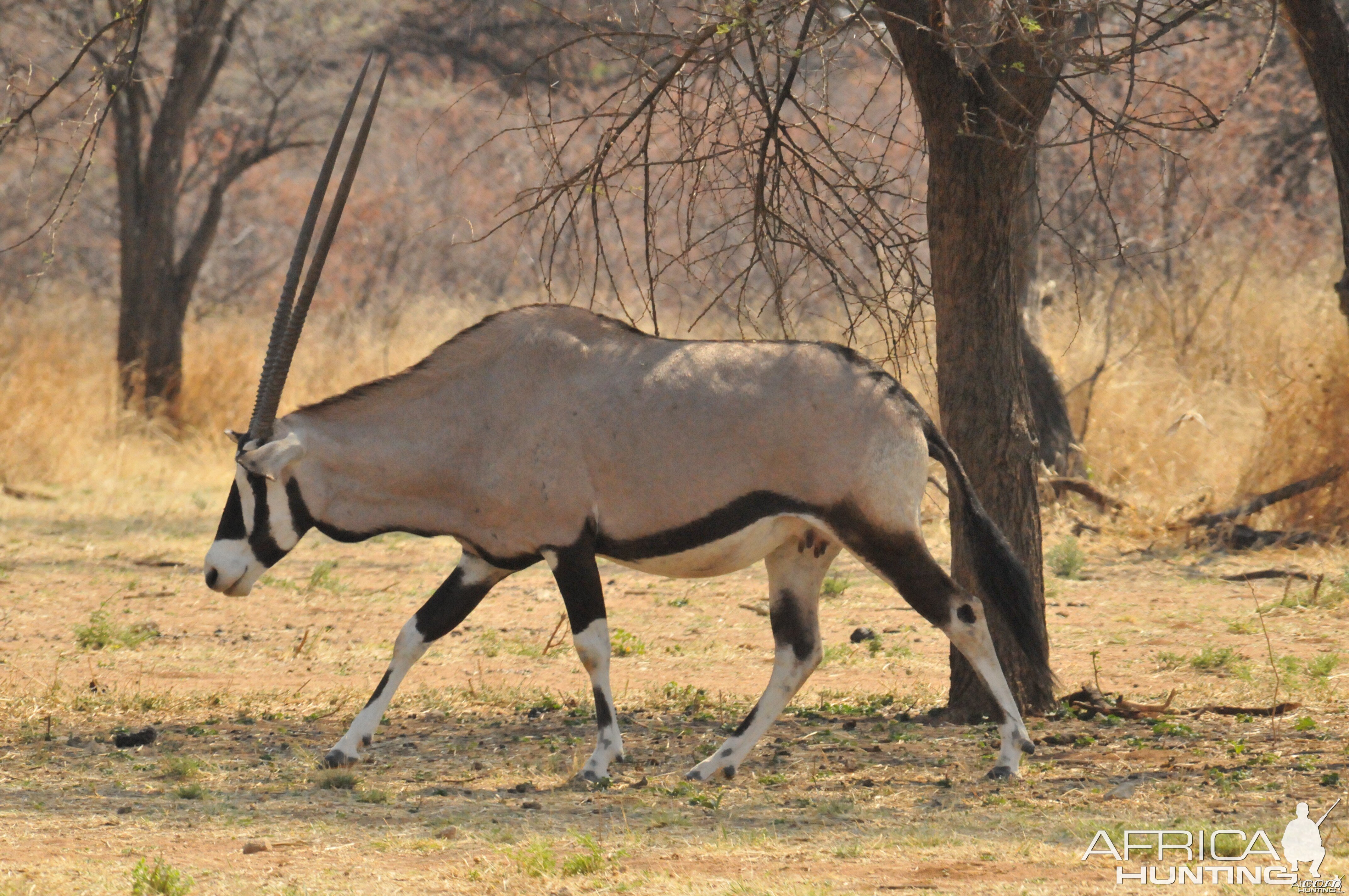 Gemsbok Namibia