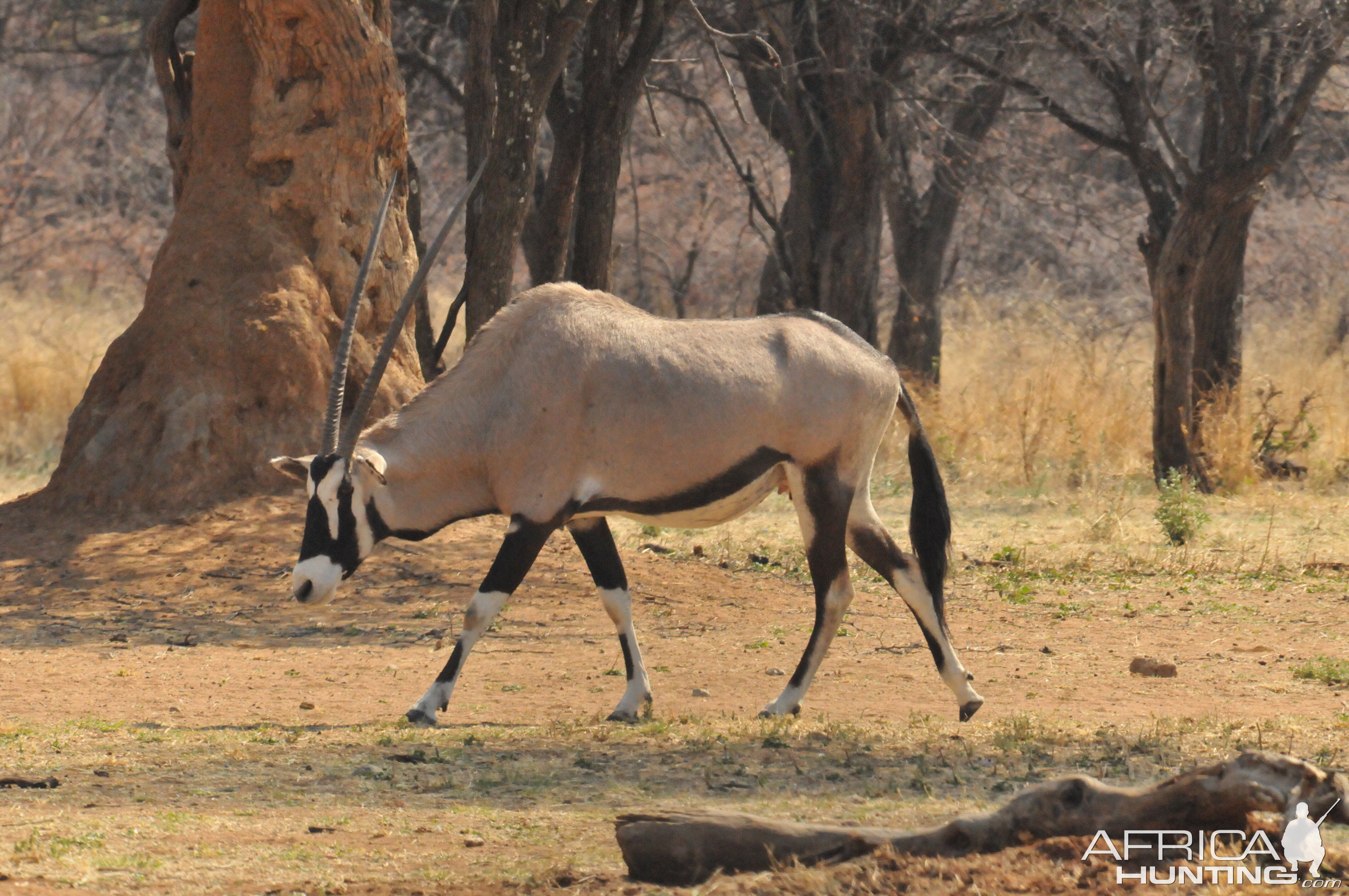 Gemsbok Namibia