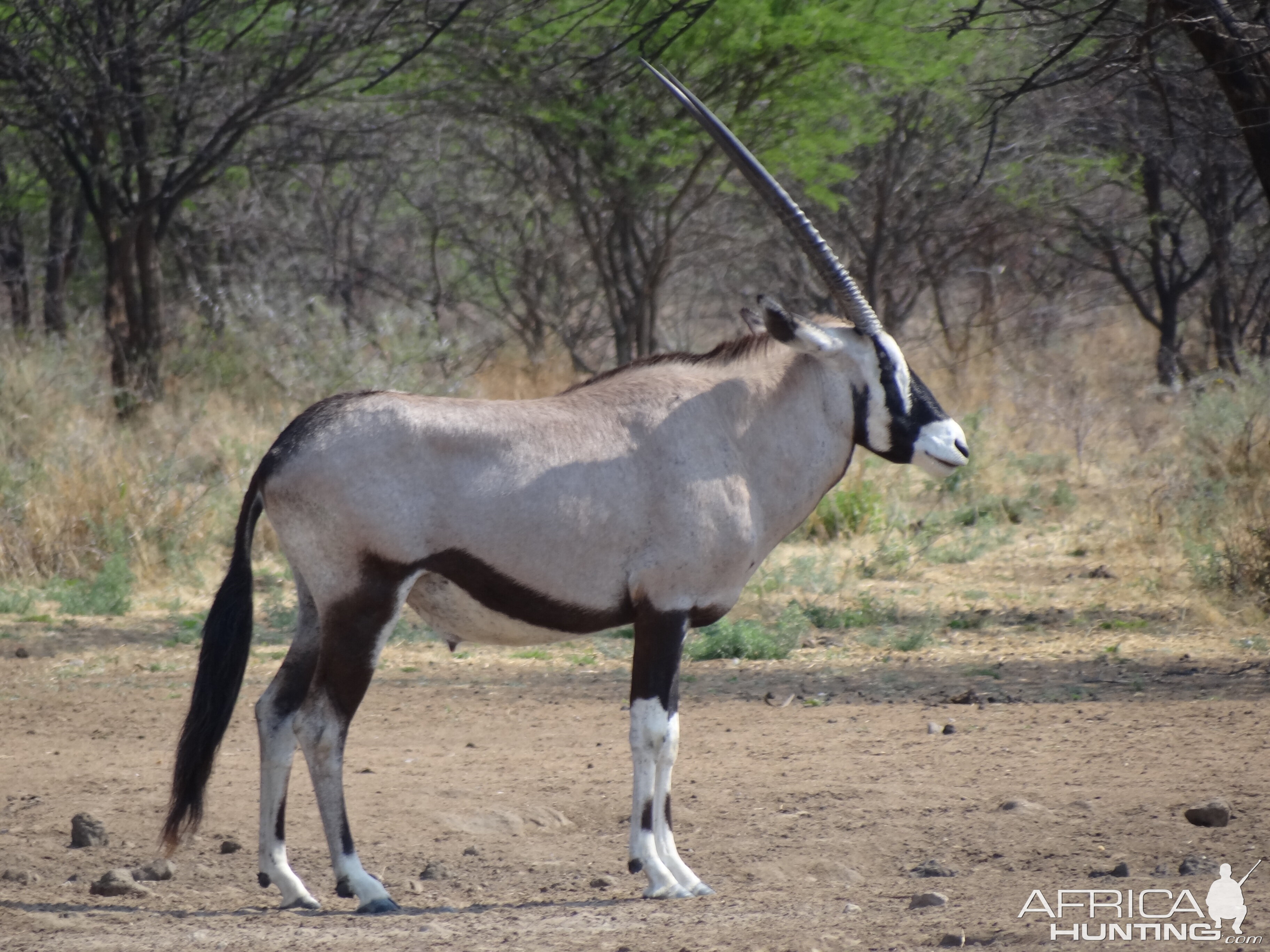 Gemsbok Namibia