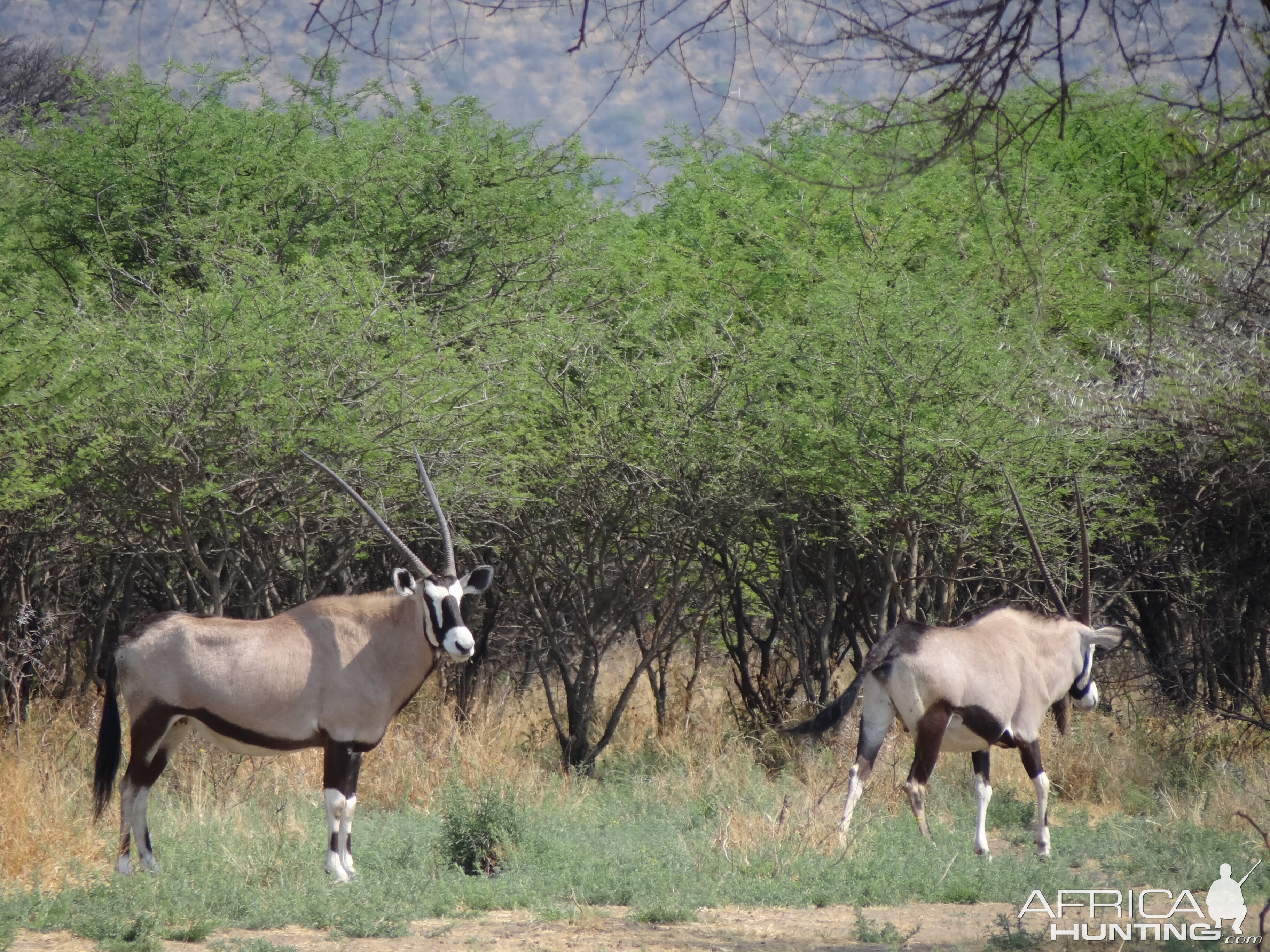 Gemsbok Namibia