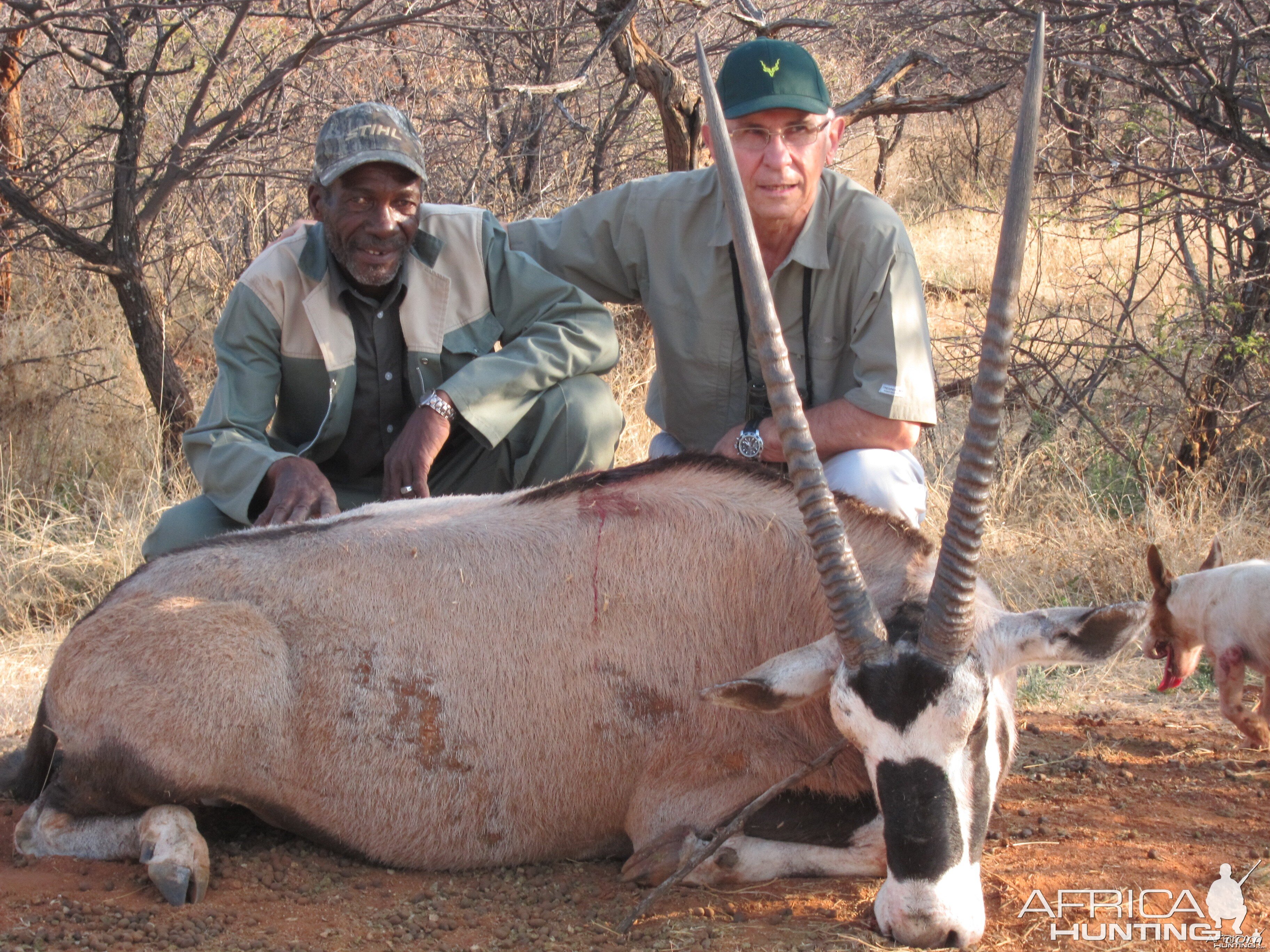 Gemsbok Namibia