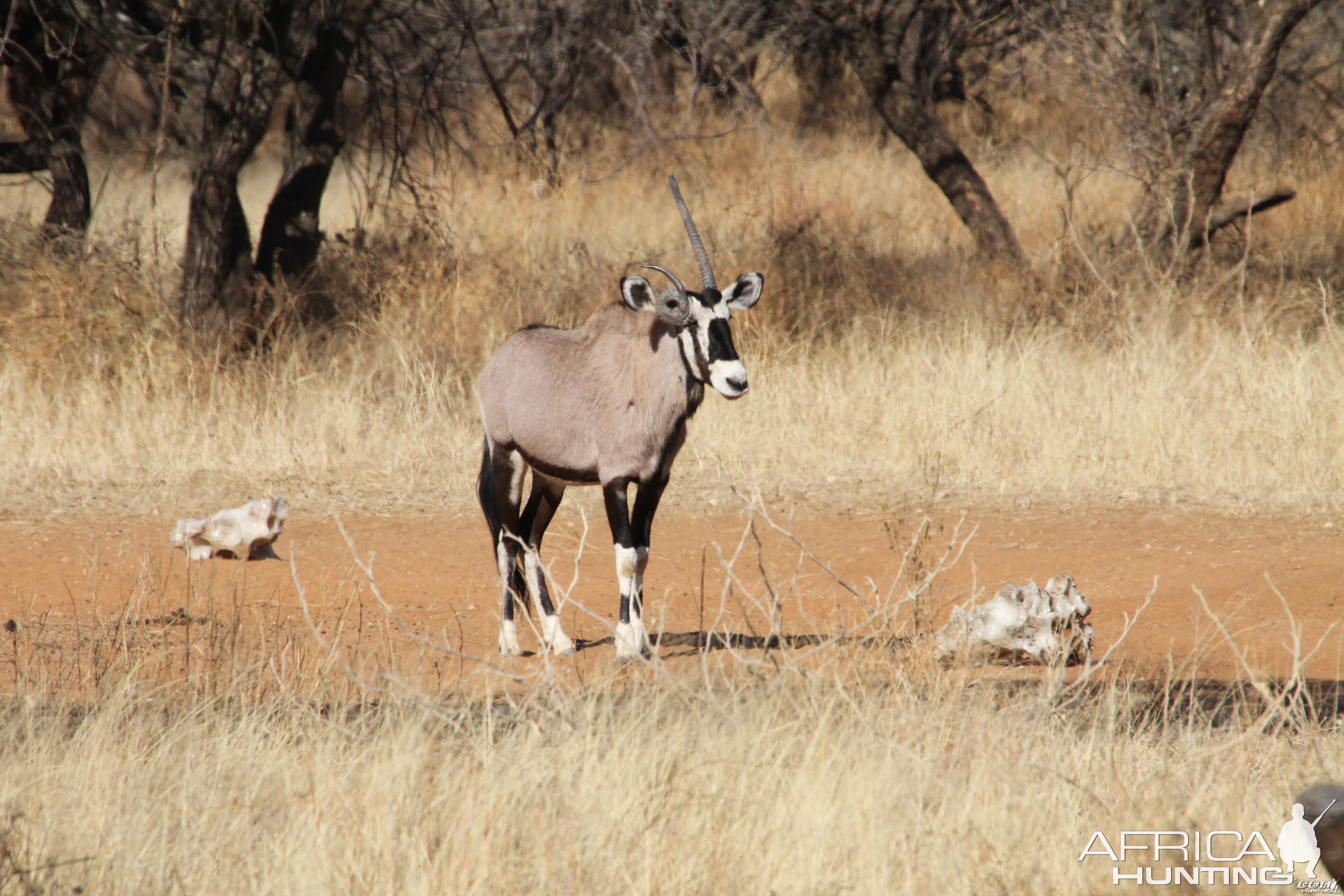 Gemsbok Namibia