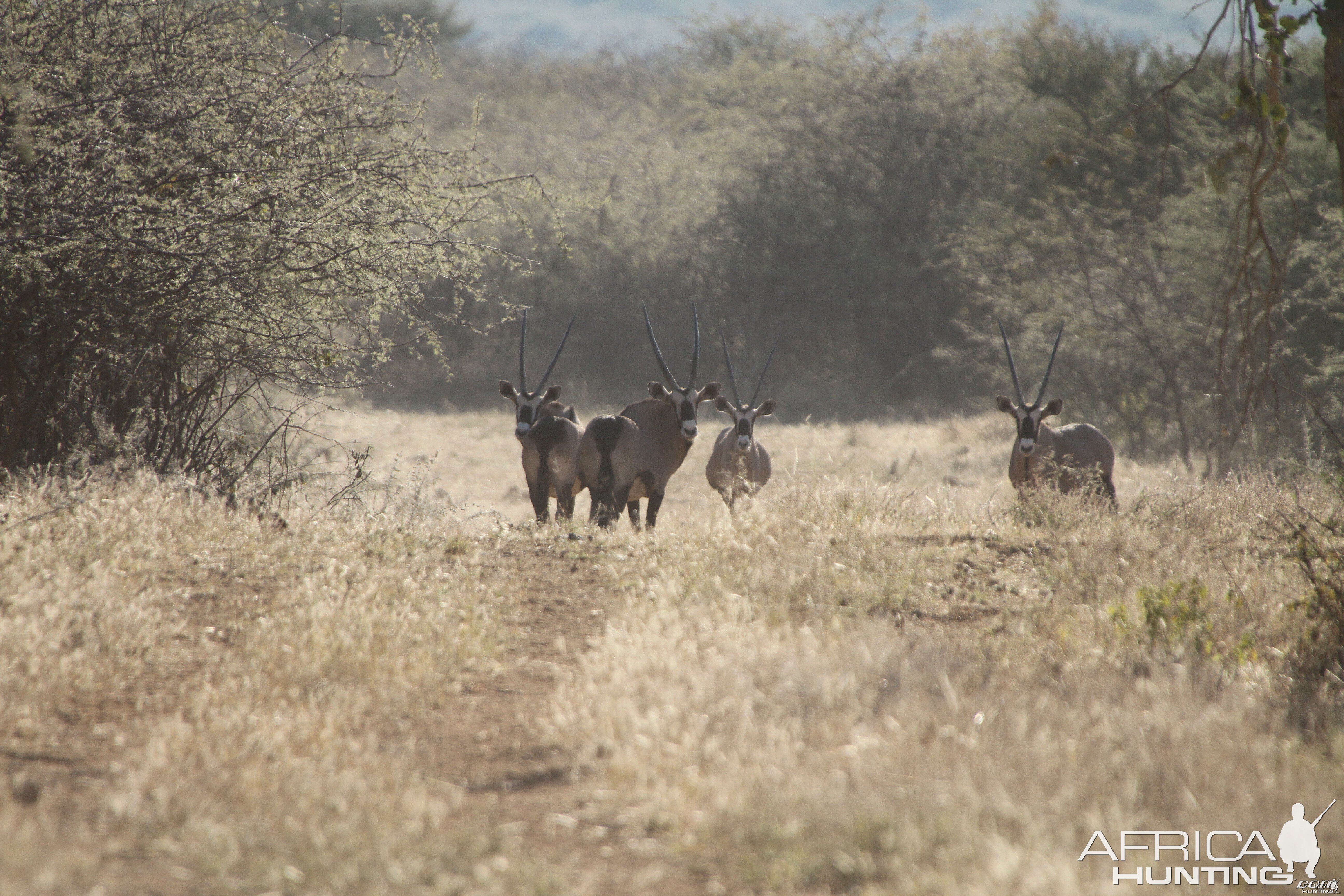 Gemsbok Namibia