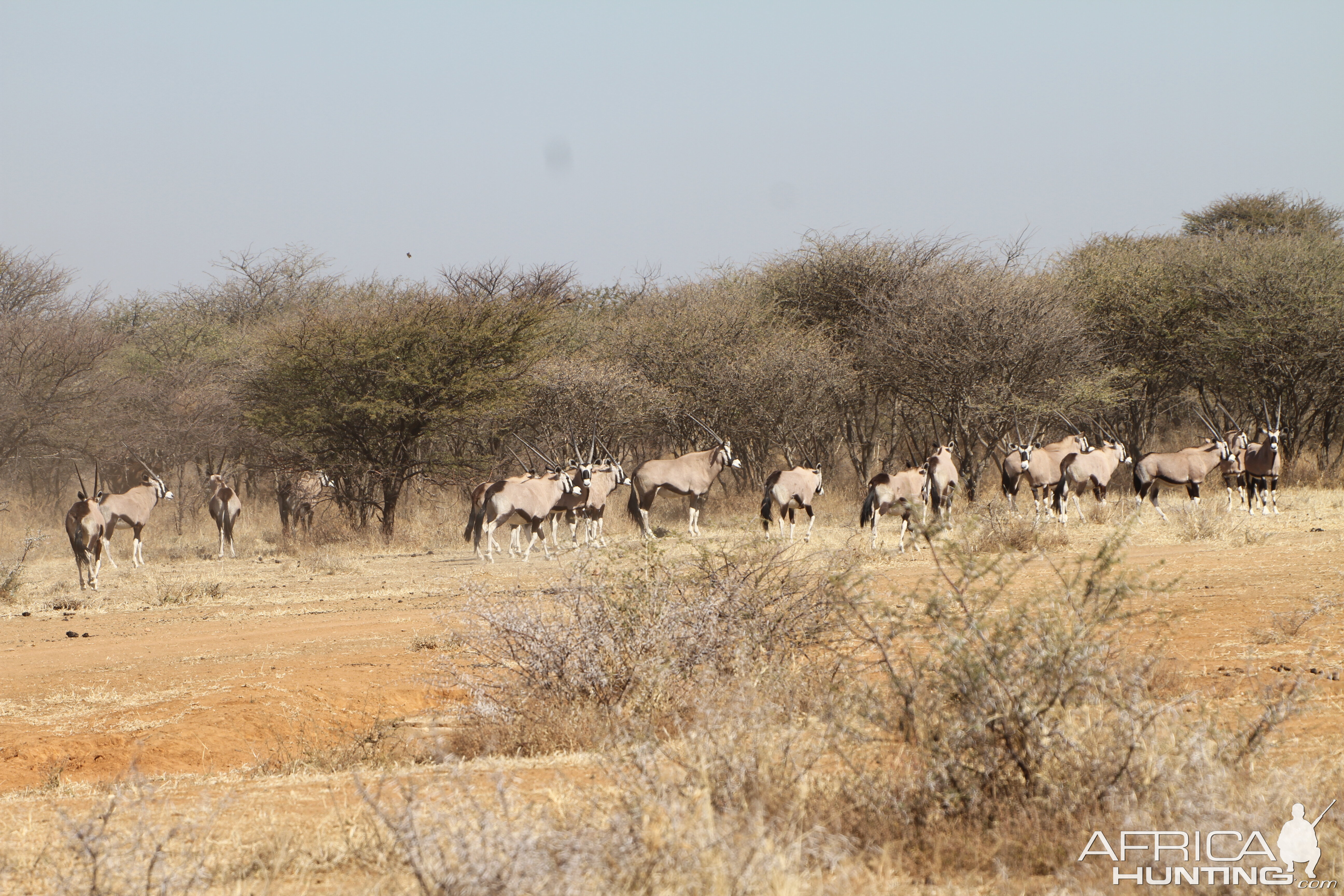 Gemsbok Namibia