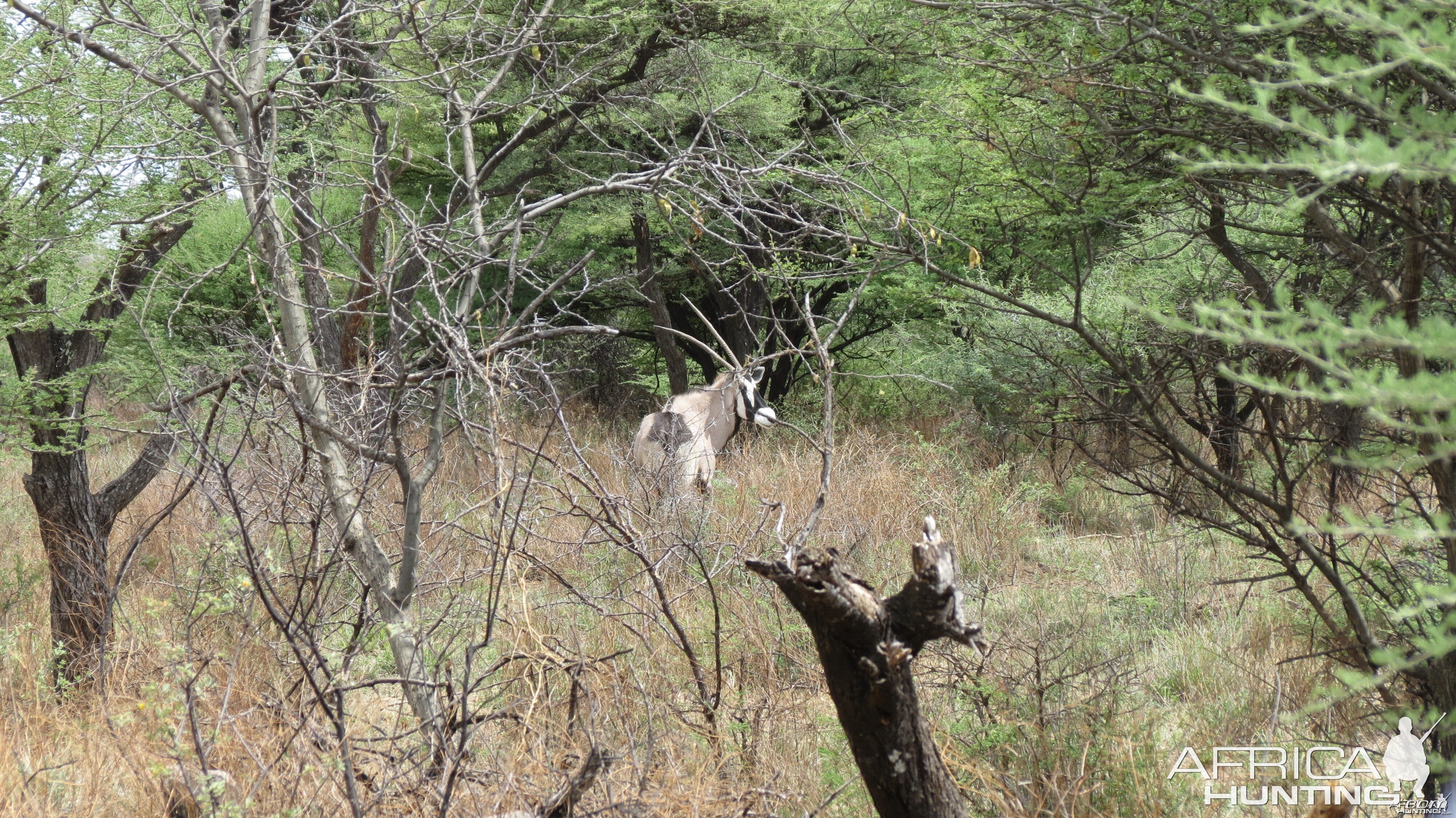 Gemsbok Namibia