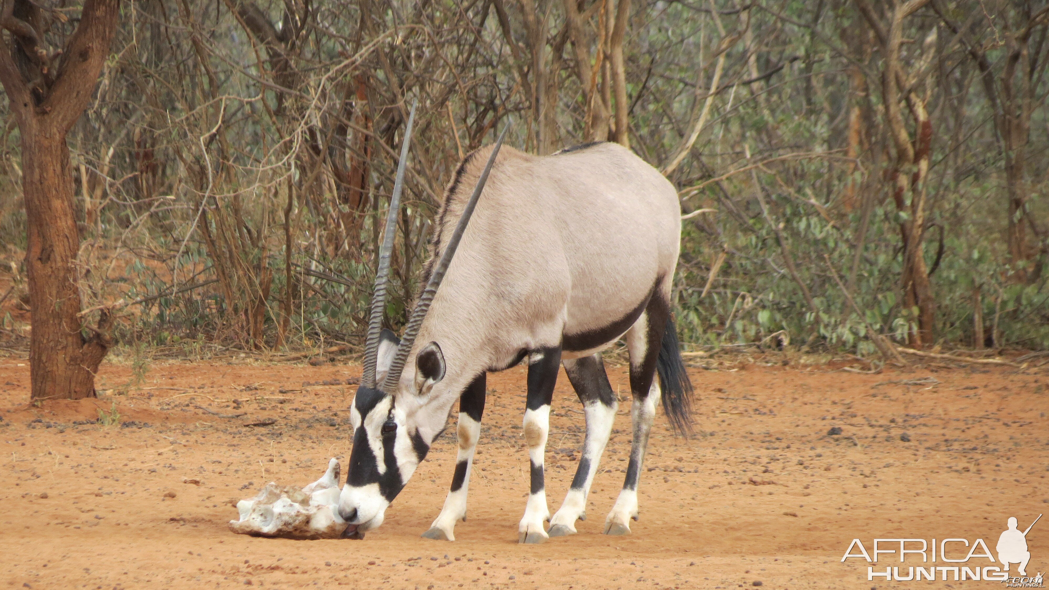 Gemsbok Namibia