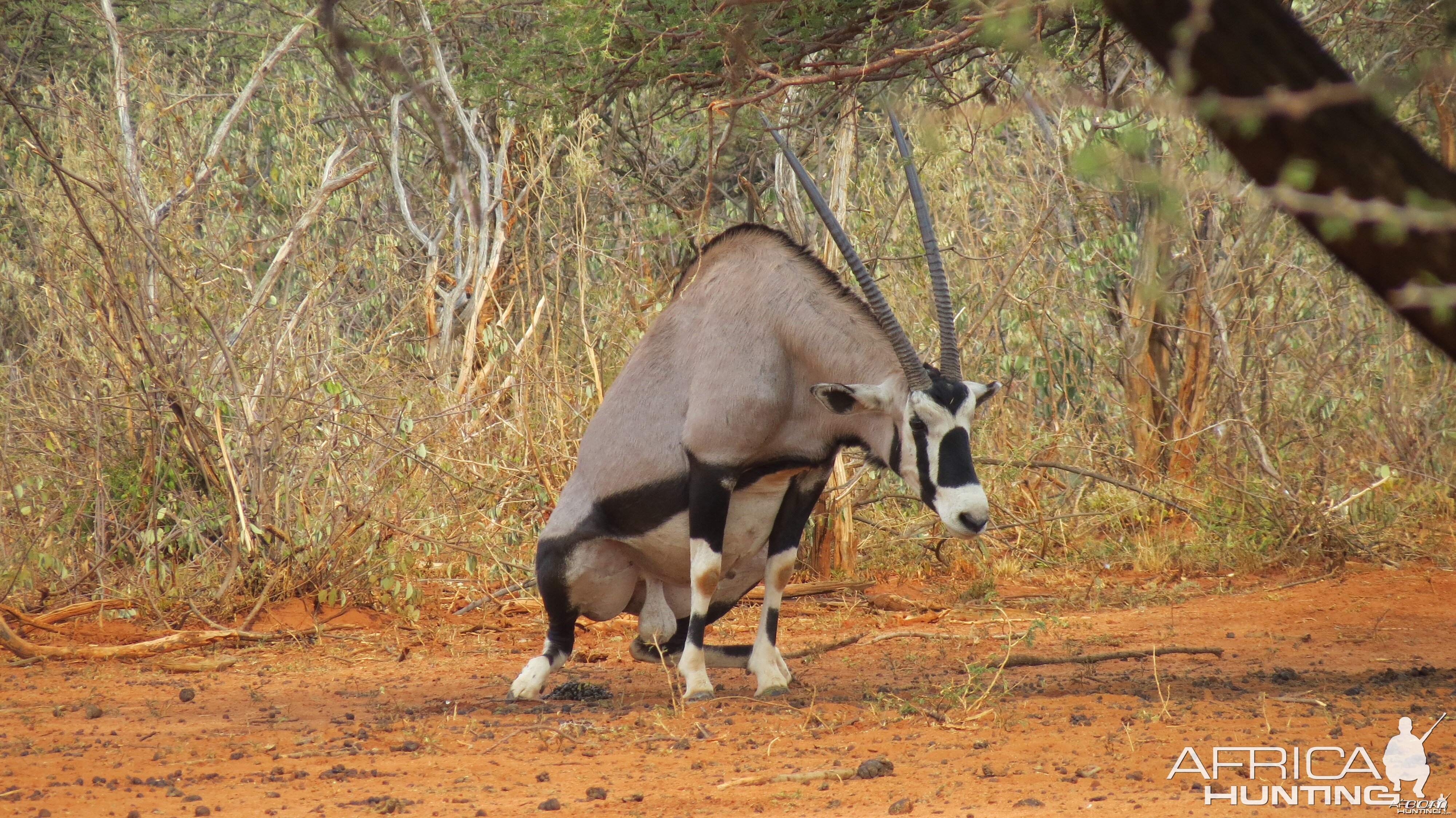 Gemsbok Namibia