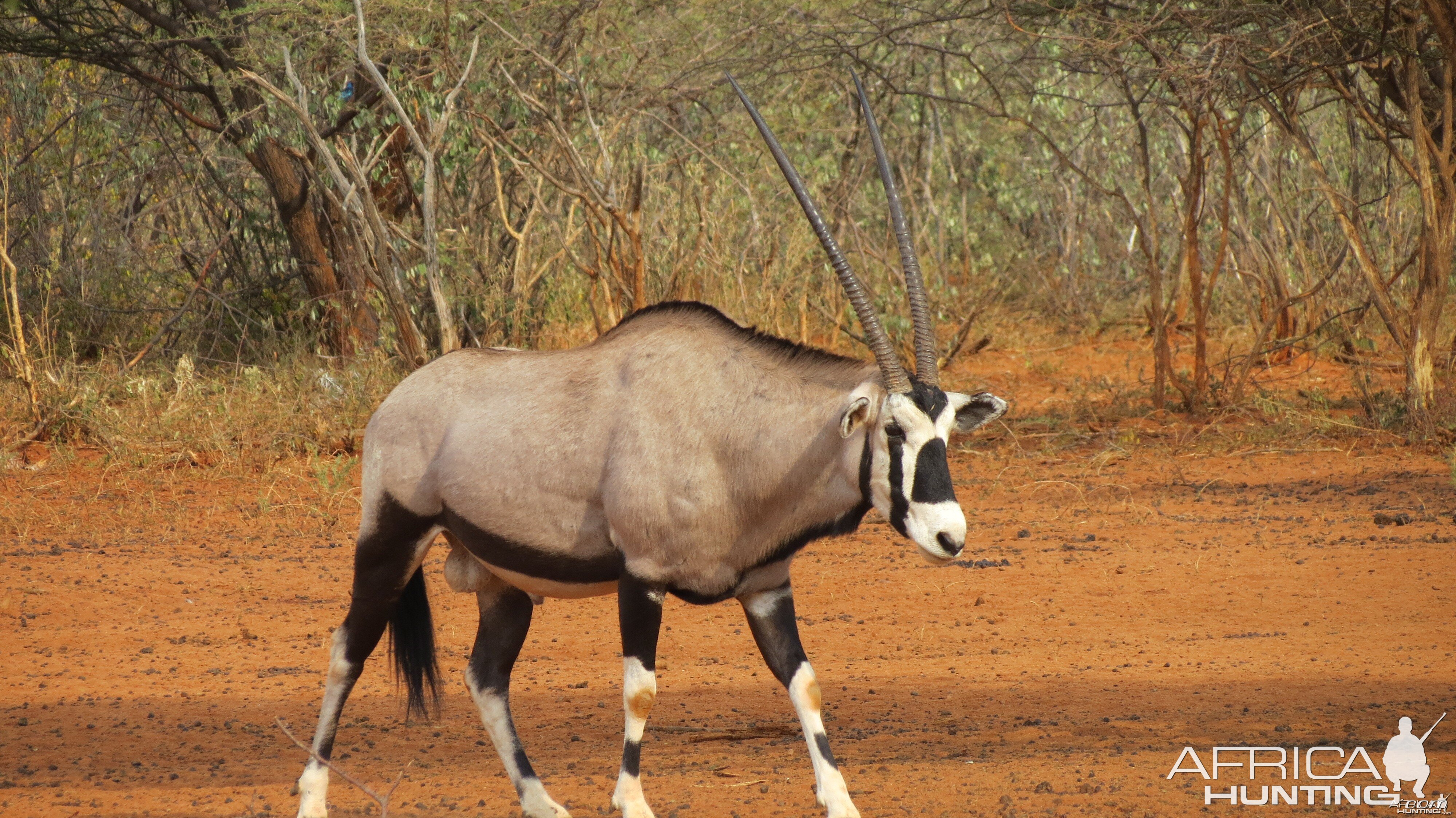 Gemsbok Namibia