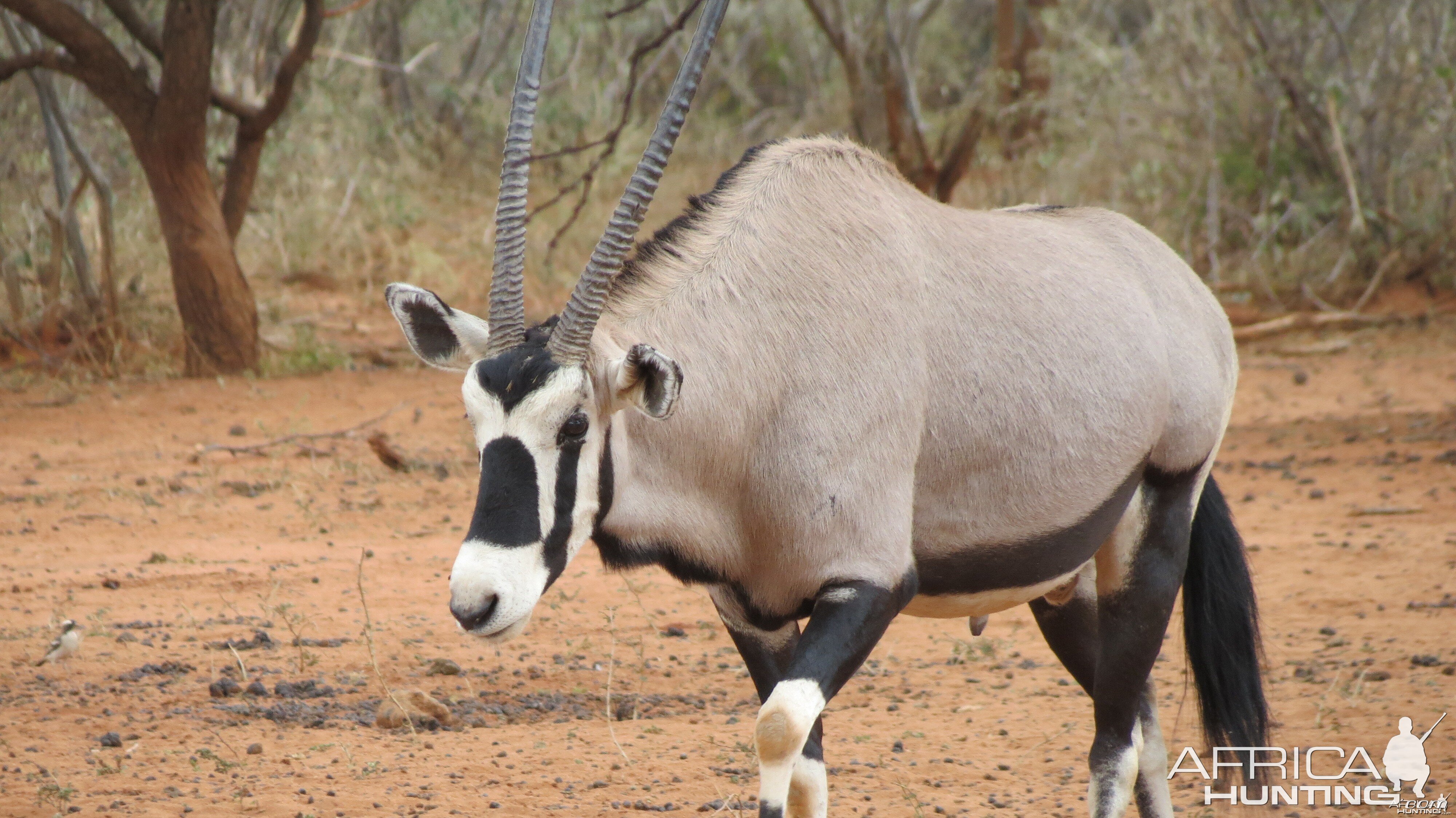 Gemsbok Namibia