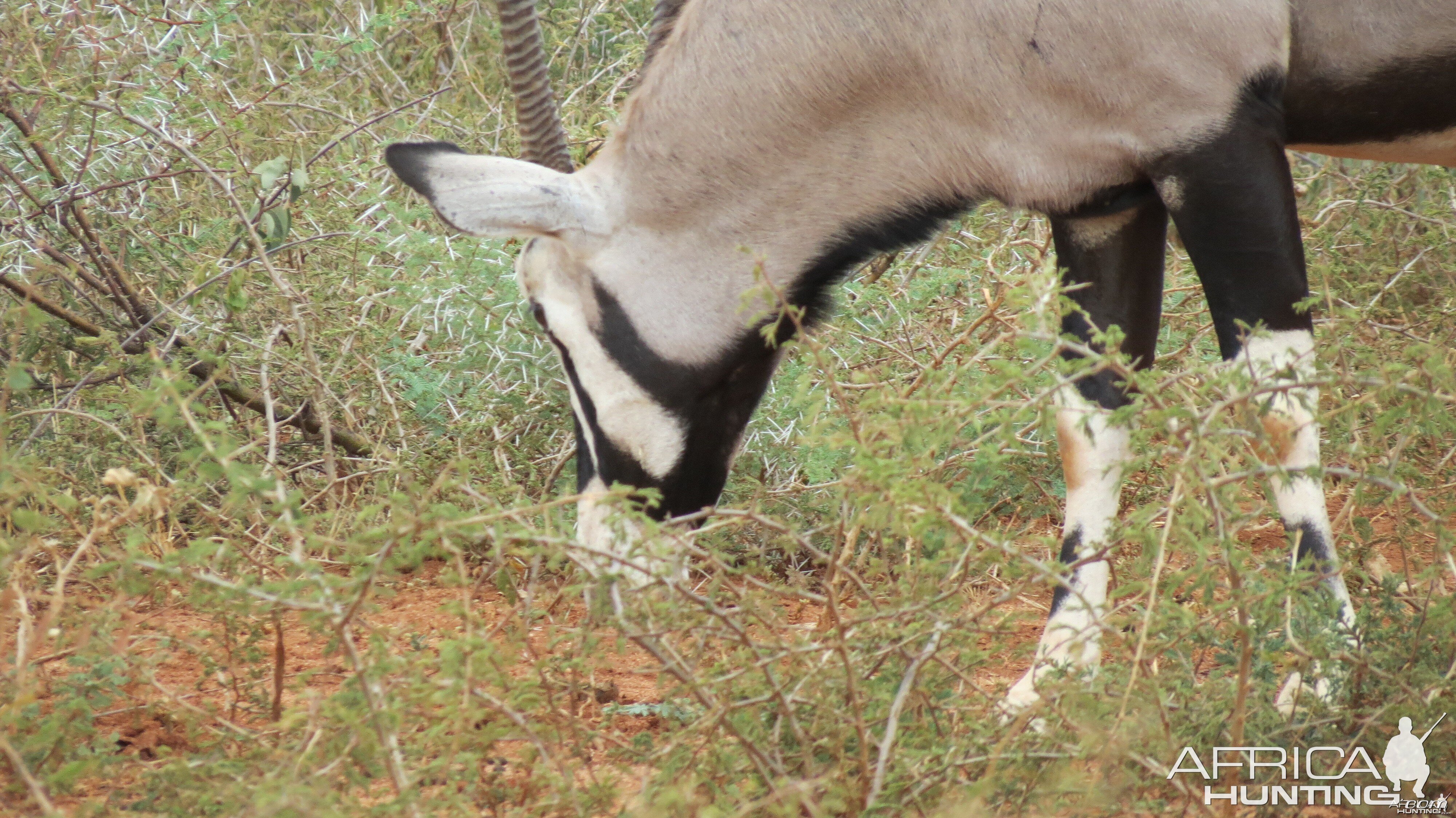 Gemsbok Namibia