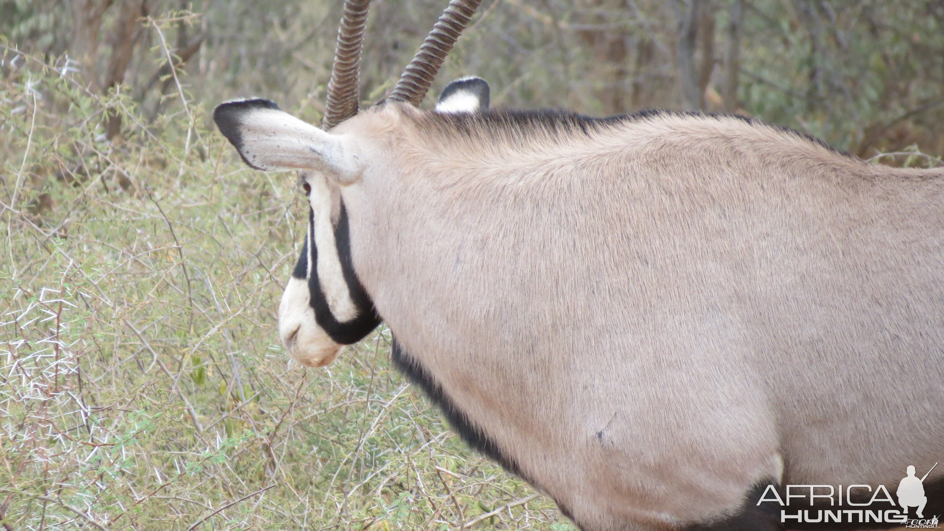 Gemsbok Namibia