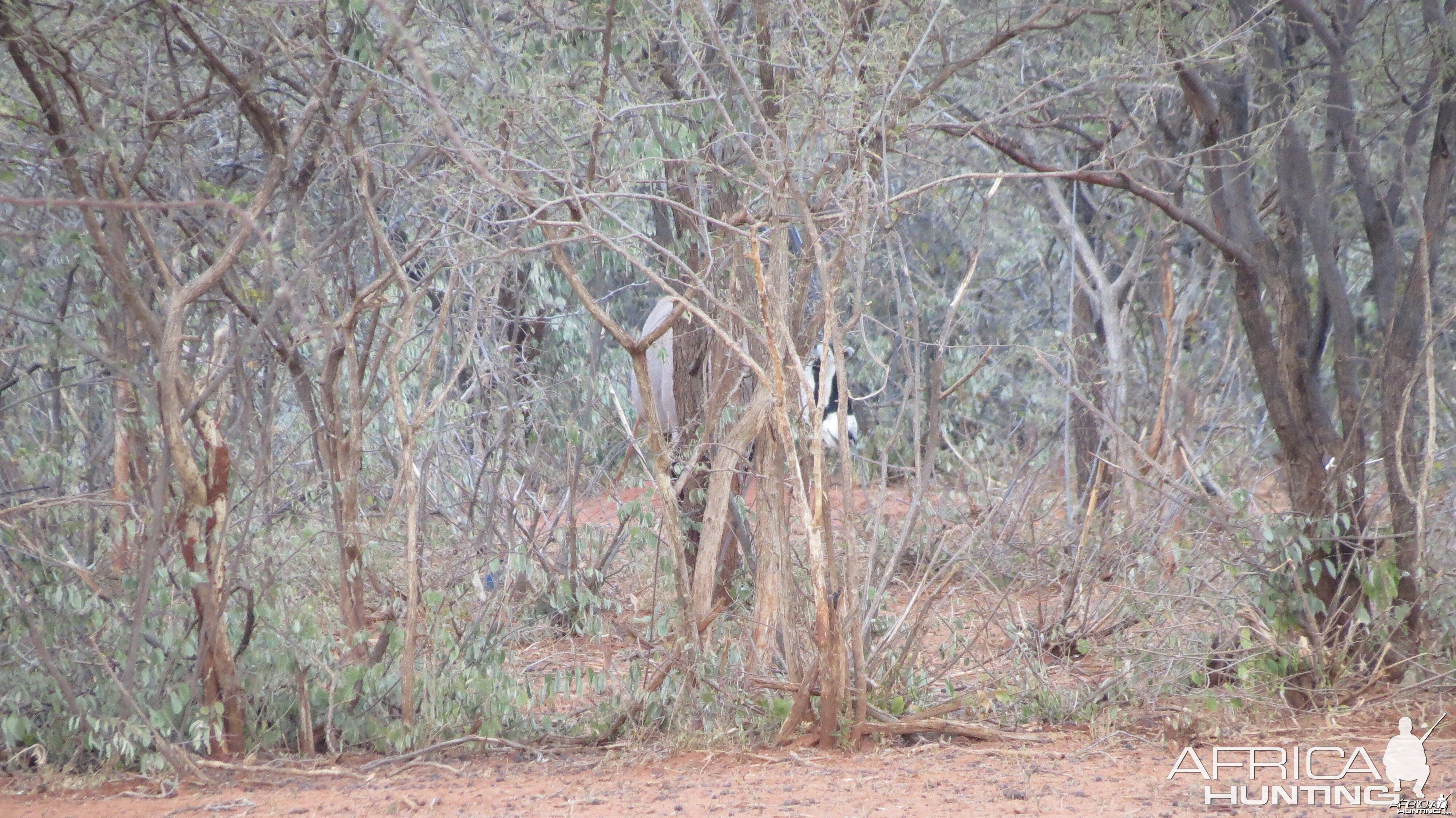 Gemsbok Namibia