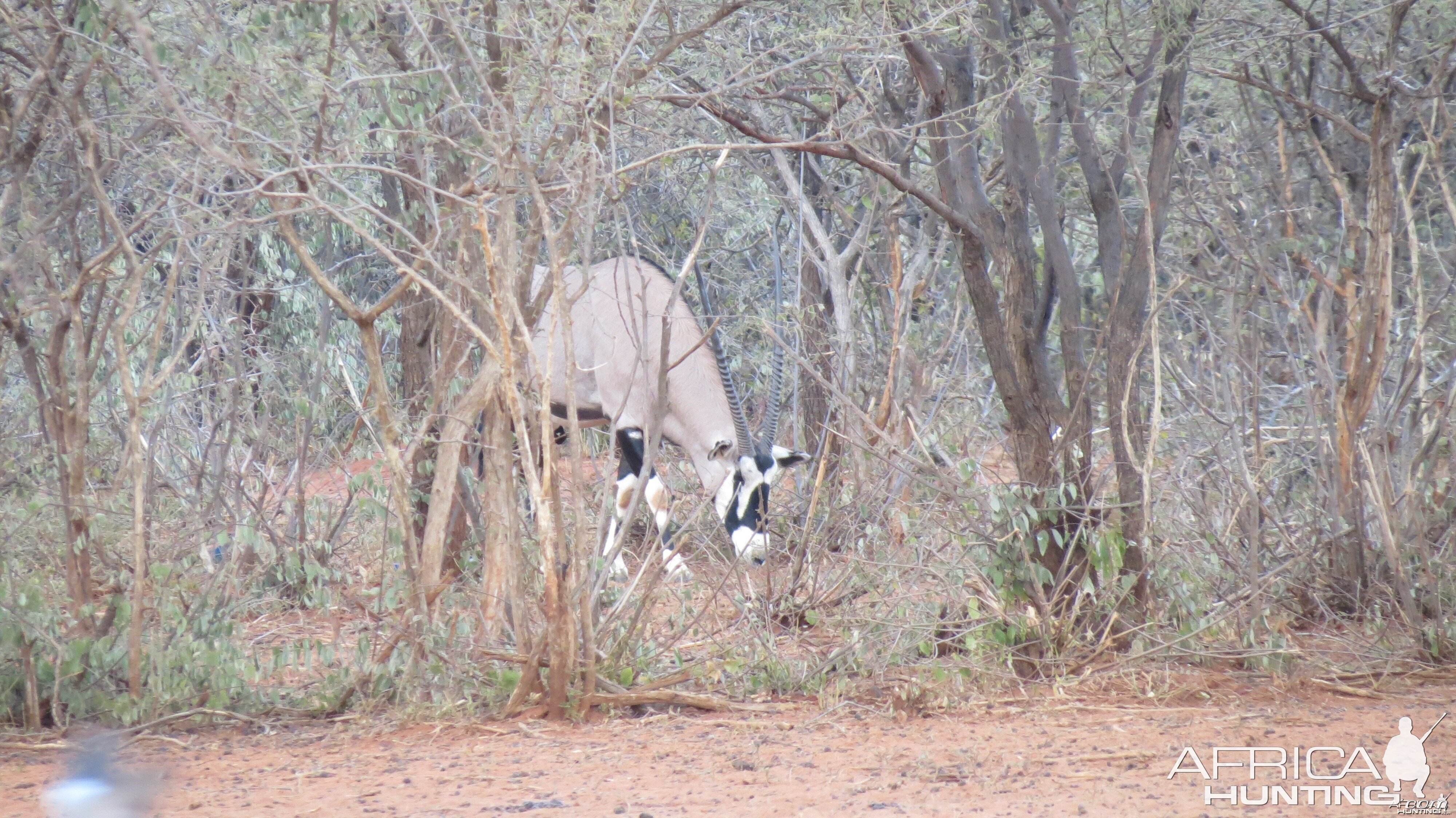 Gemsbok Namibia