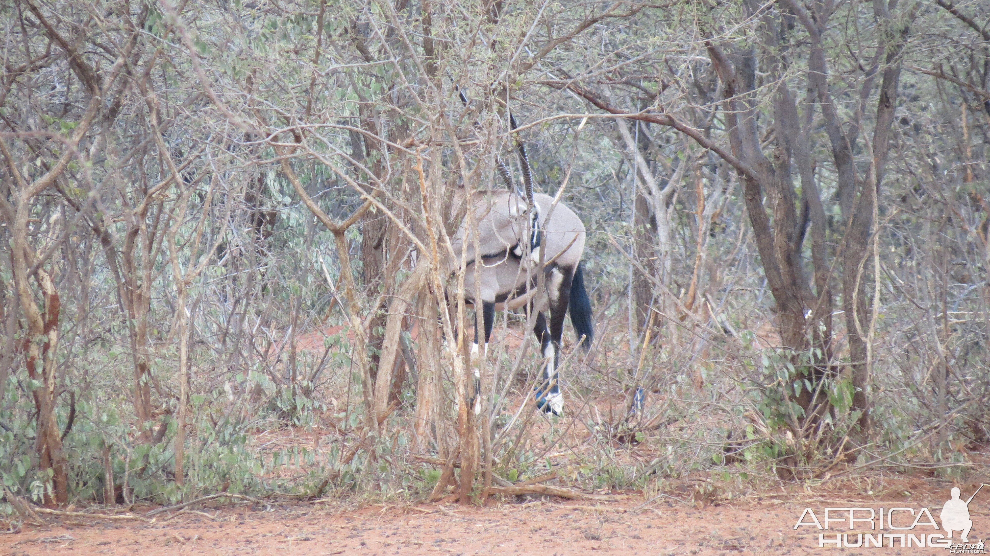 Gemsbok Namibia