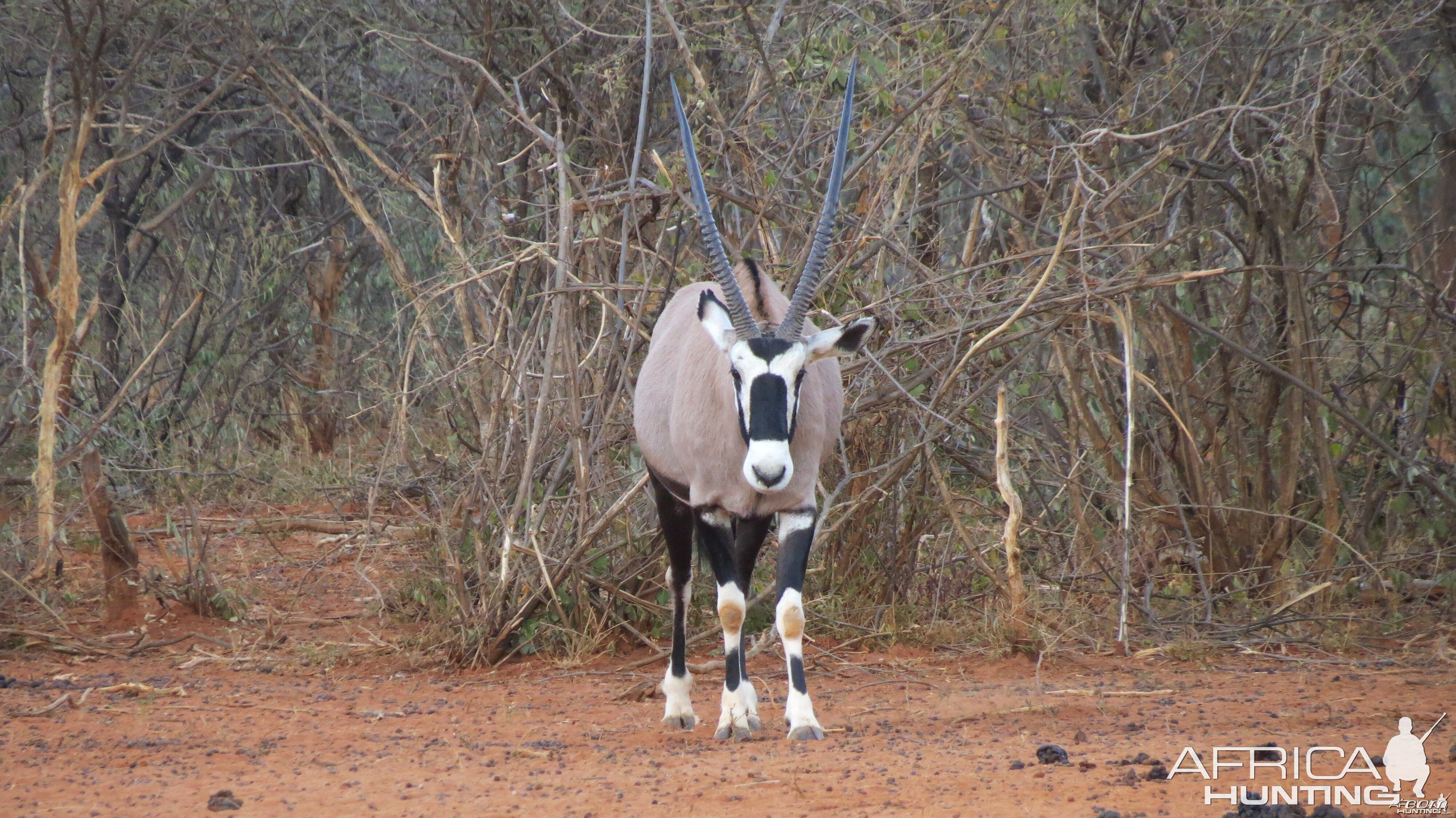 Gemsbok Namibia