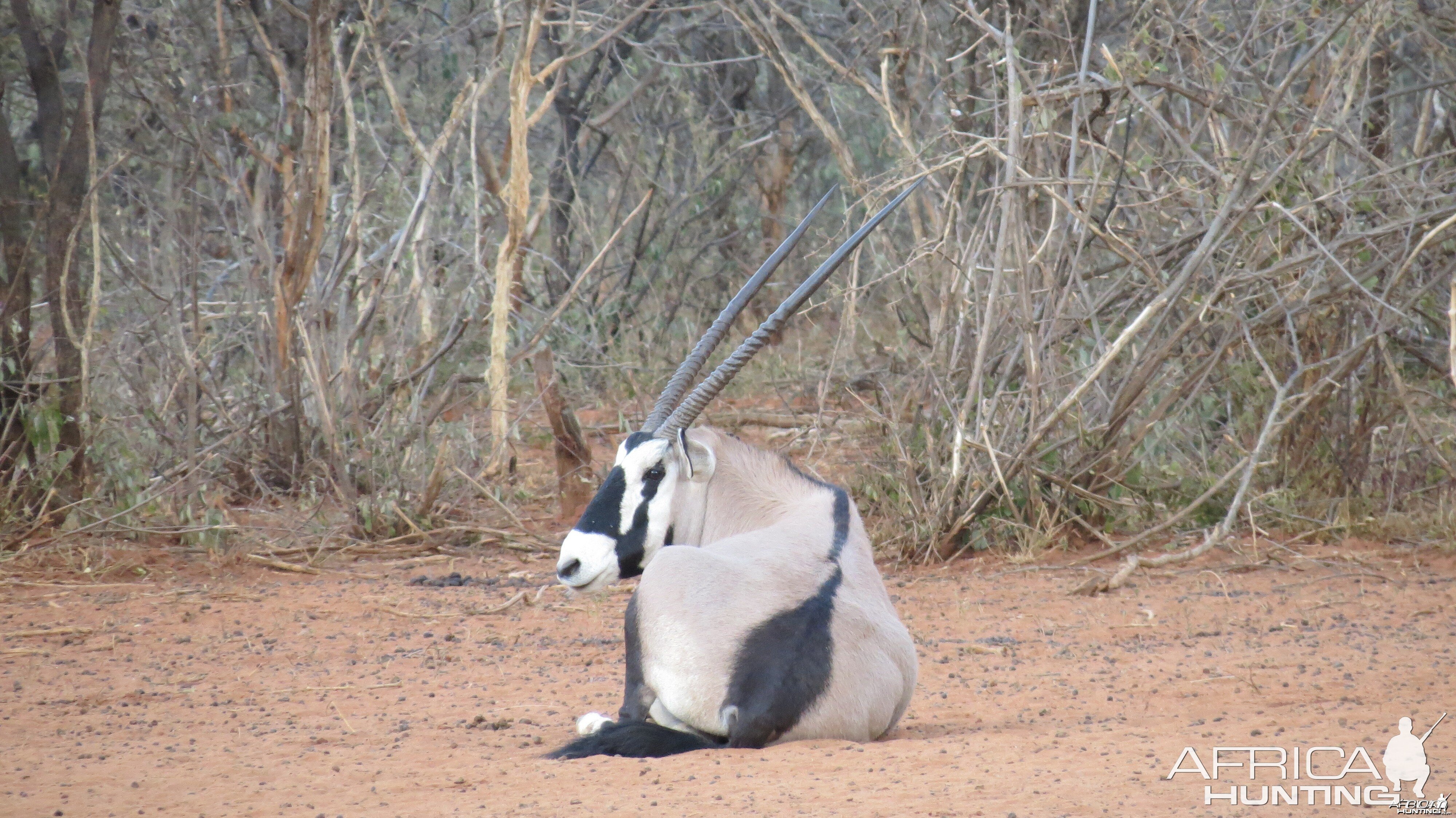 Gemsbok Namibia