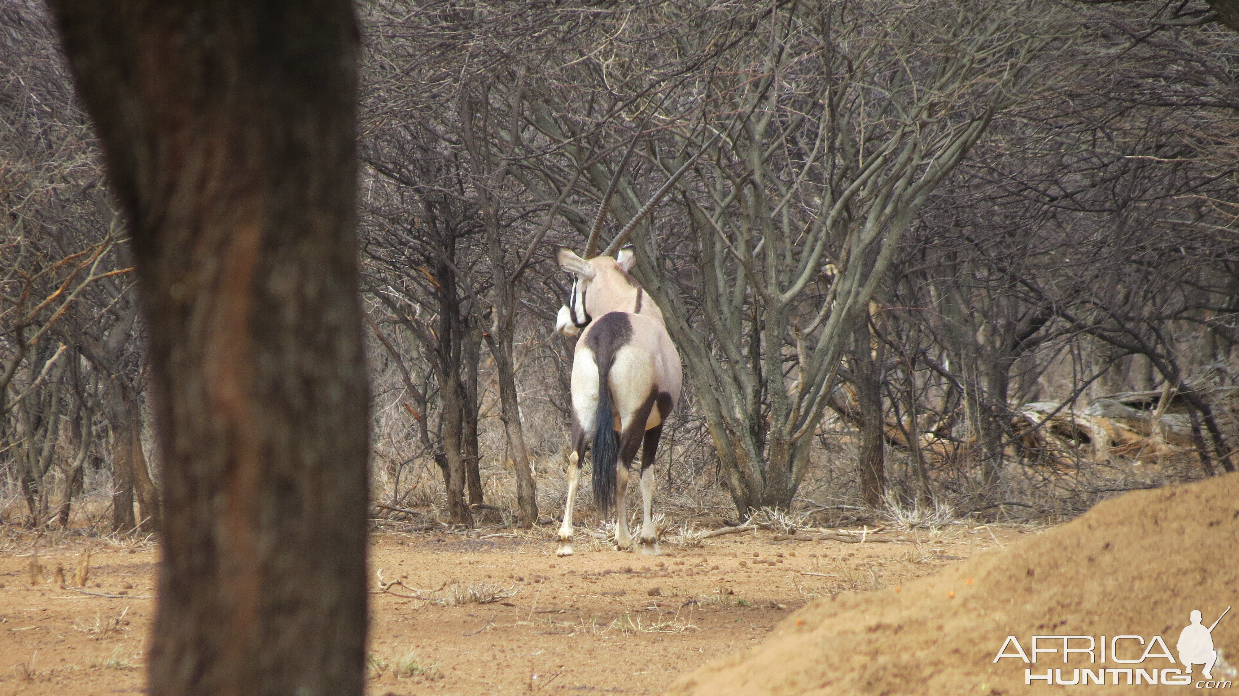 Gemsbok Namibia