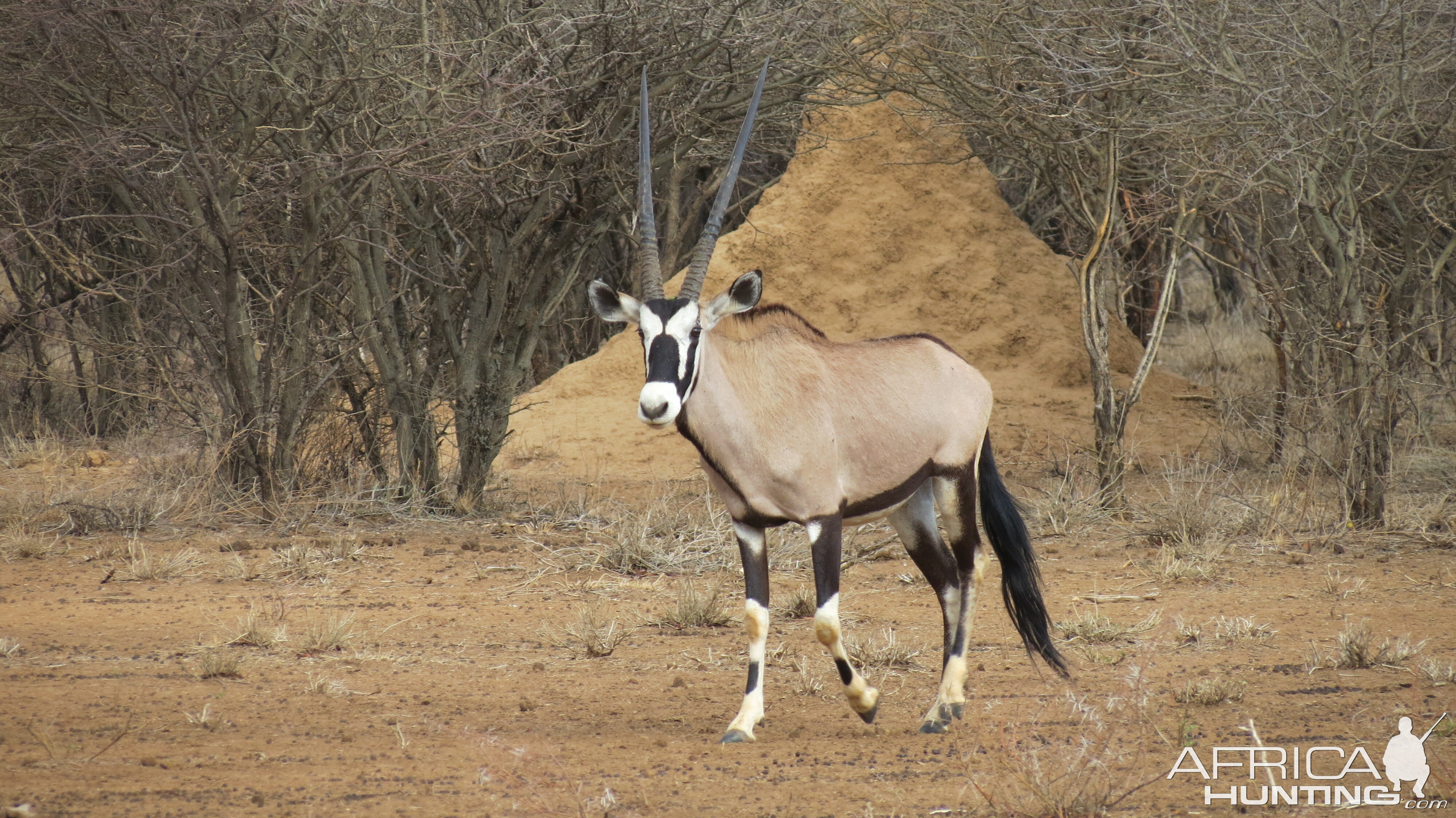 Gemsbok Namibia