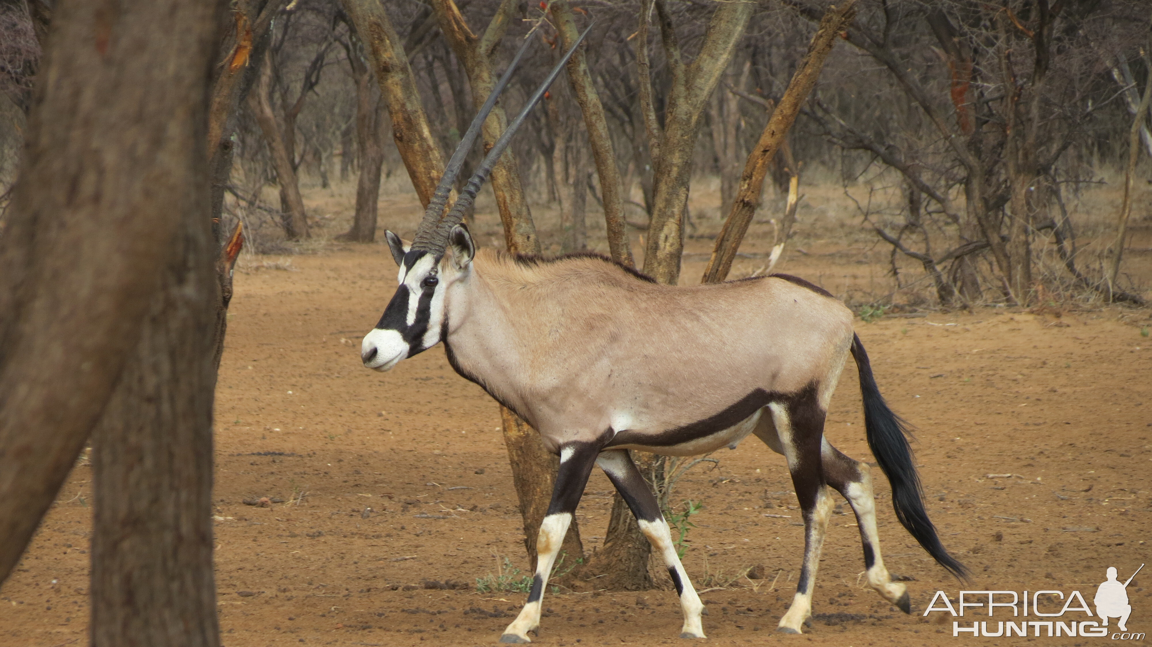 Gemsbok Namibia