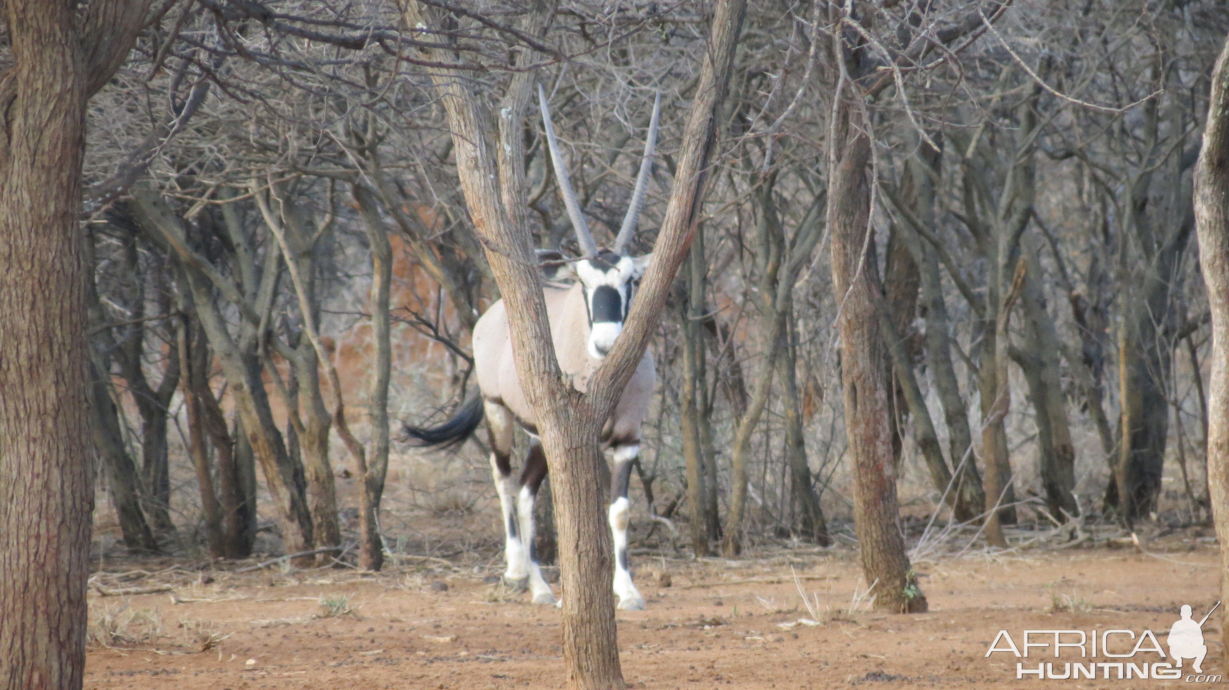 Gemsbok Namibia